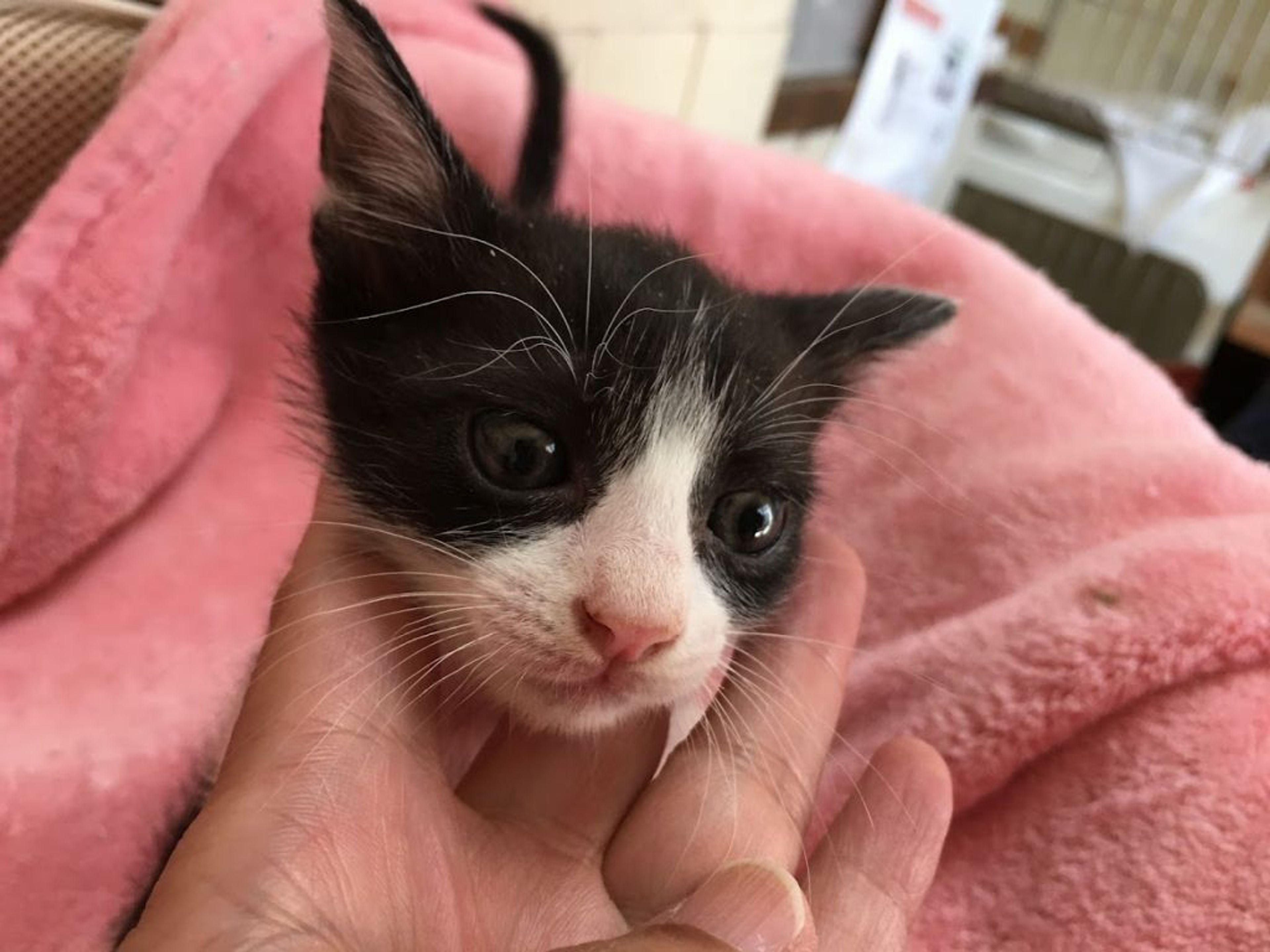 pet-image-2