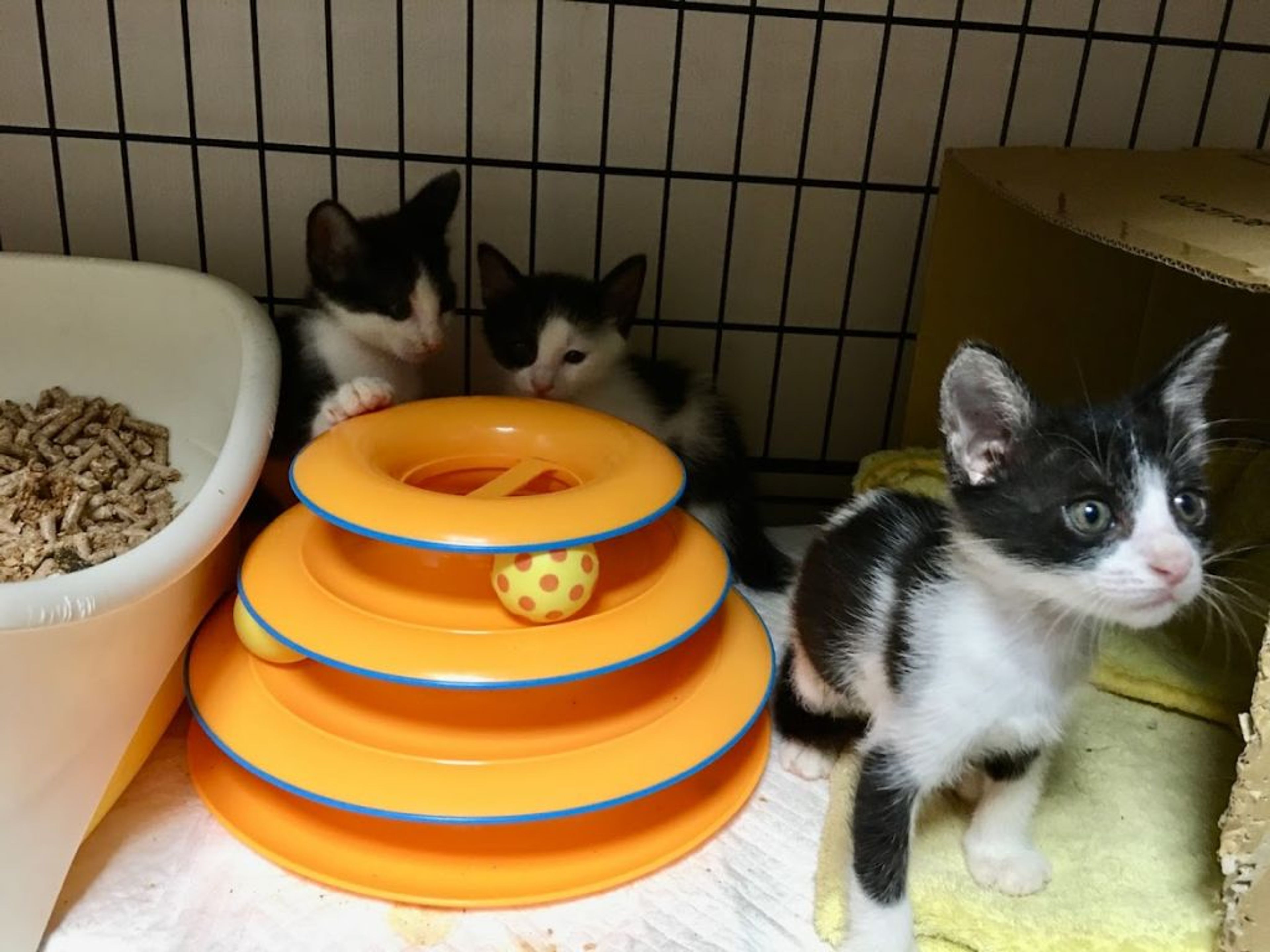 pet-image-4