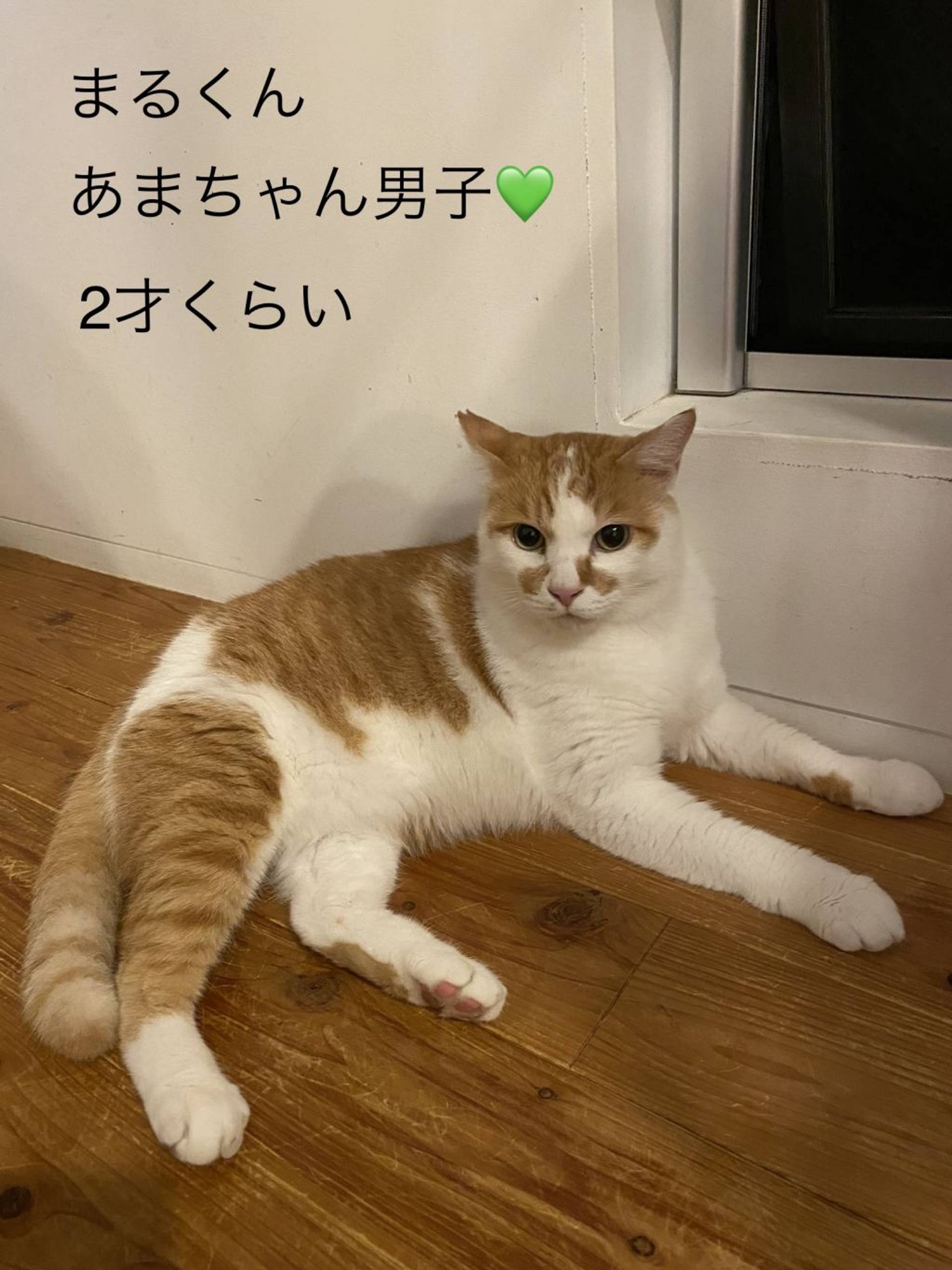 雑種（ミックス猫）・オスの里親募集の写真