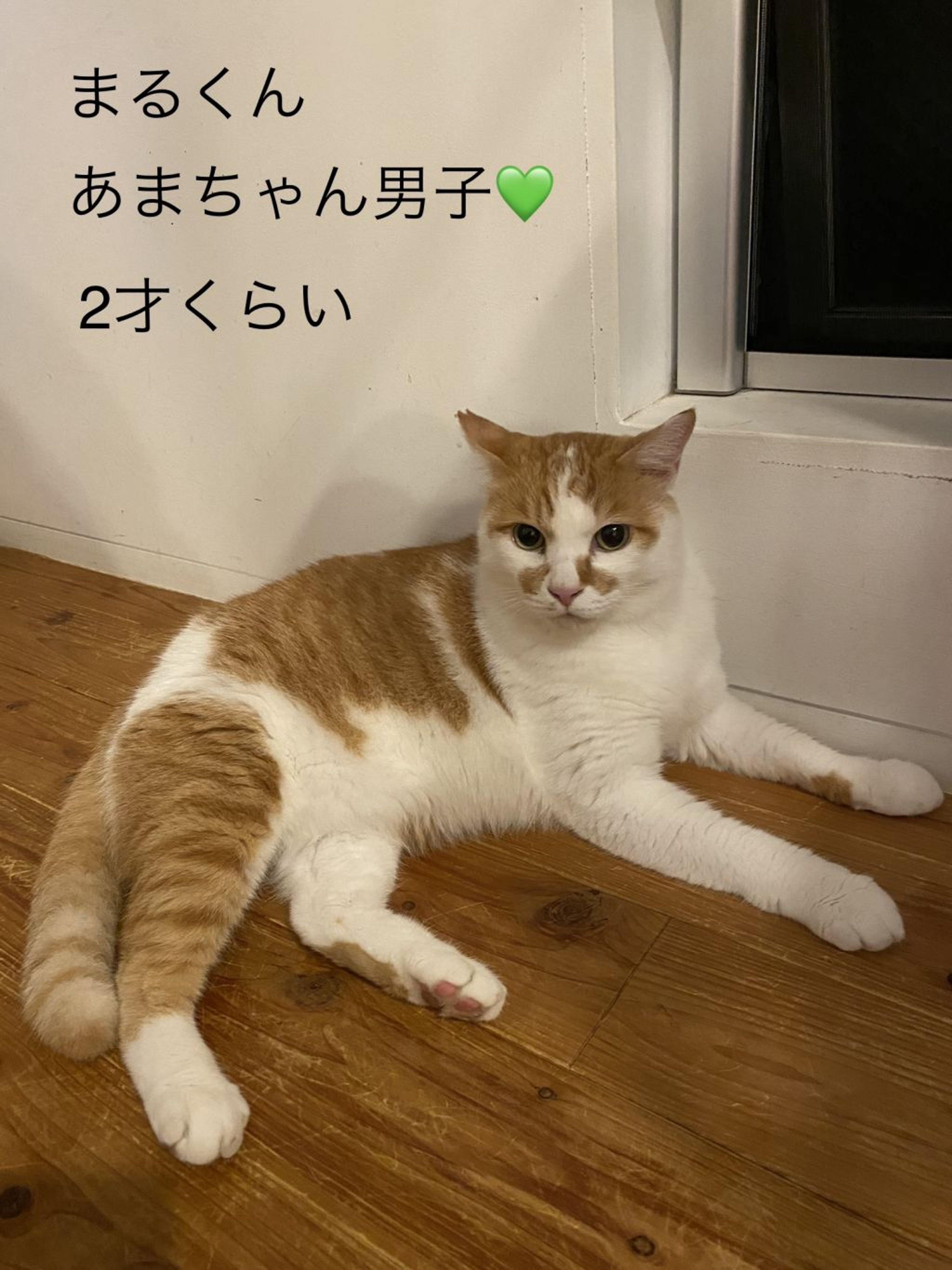 雑種（ミックス猫）・オスの里親募集の写真