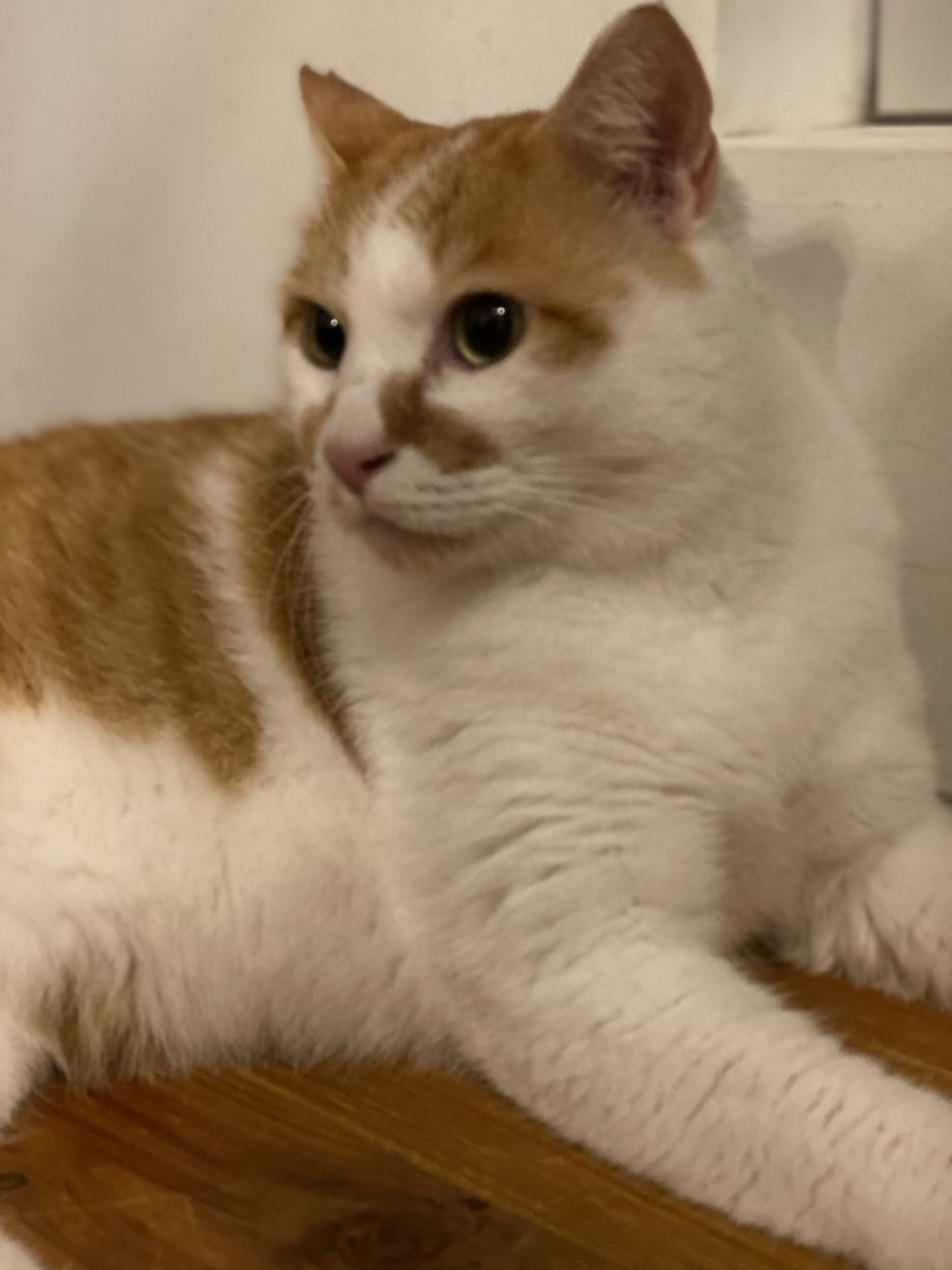 pet-image-2