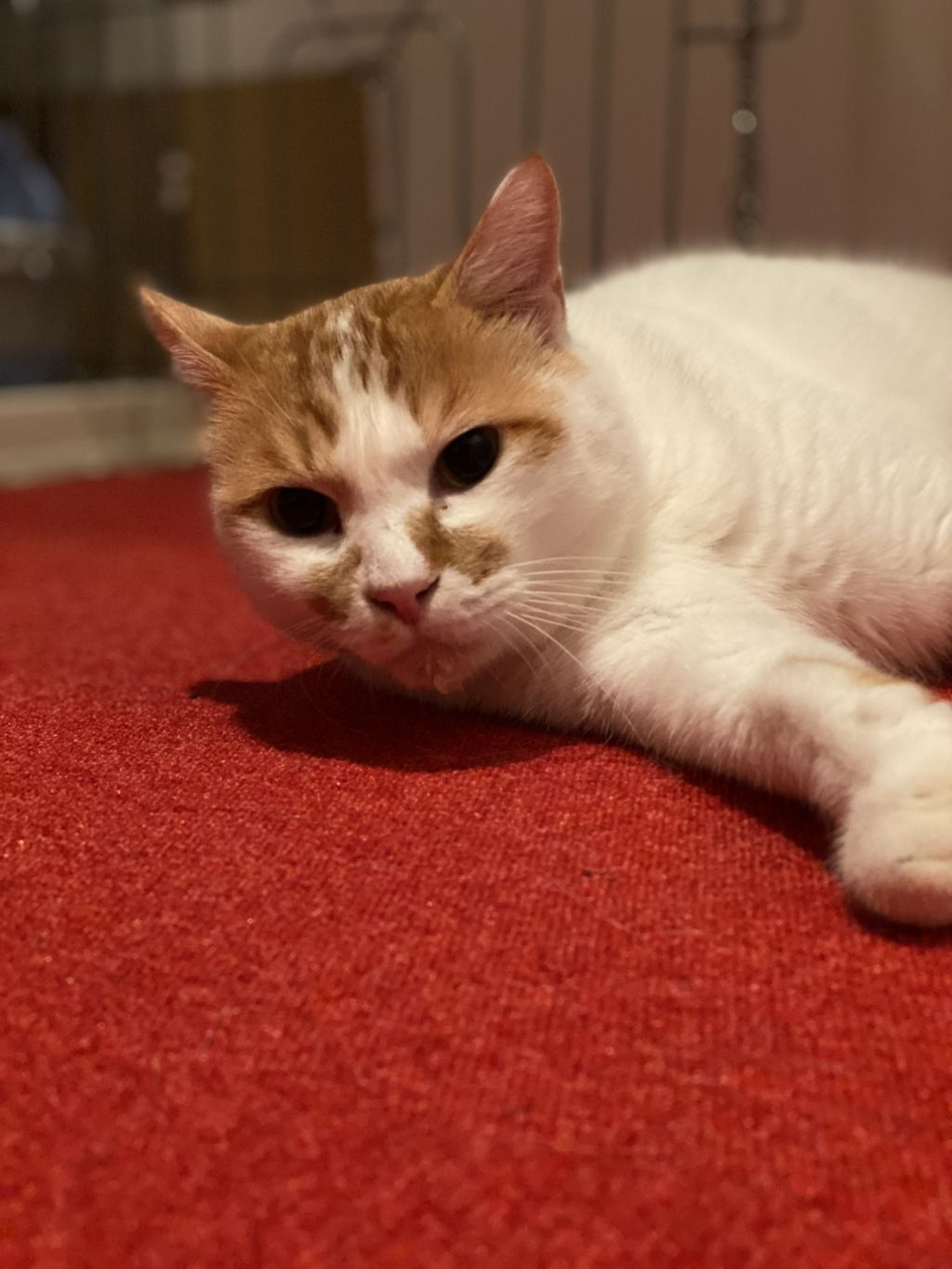 pet-image-3