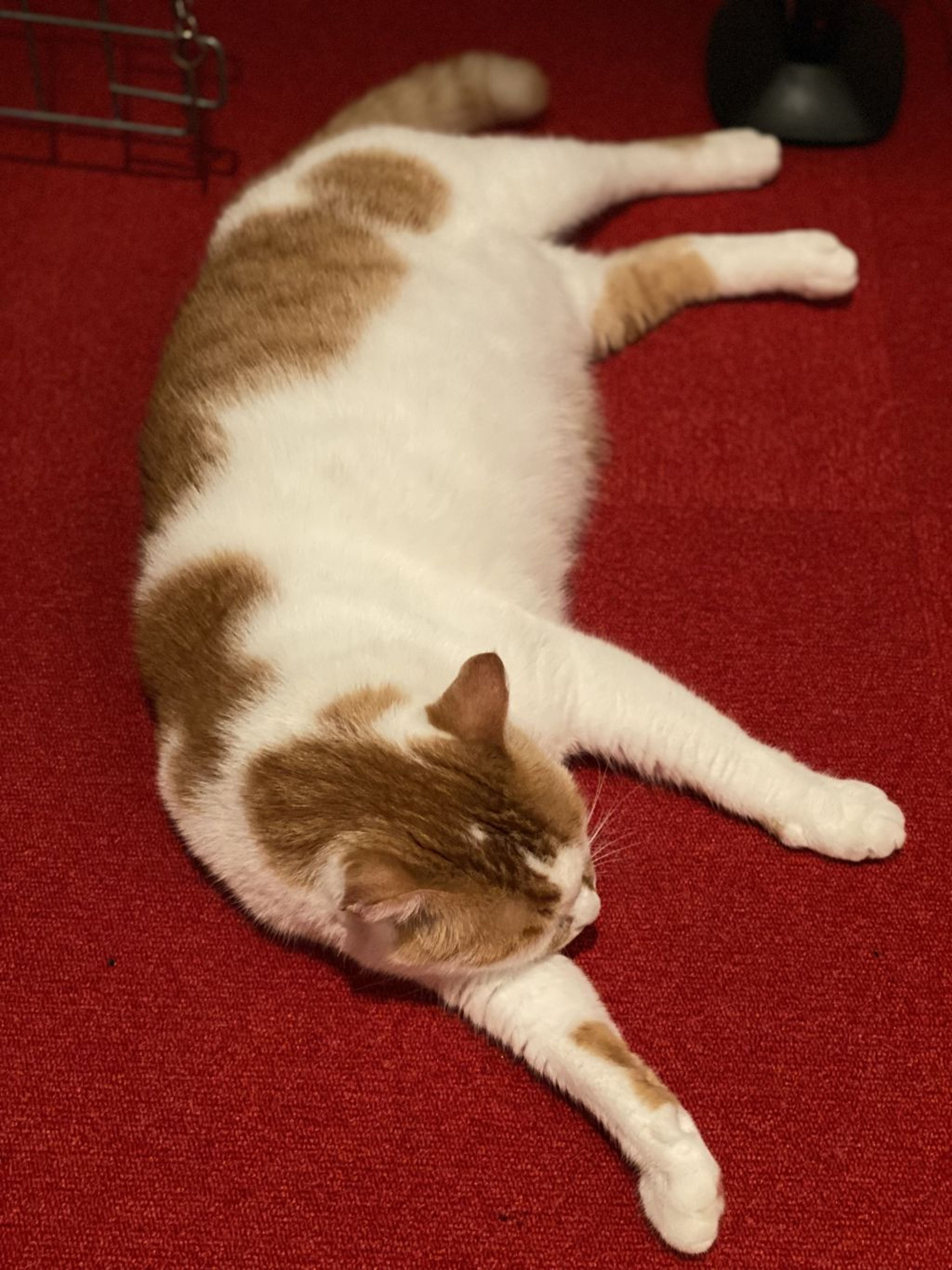 pet-image-4
