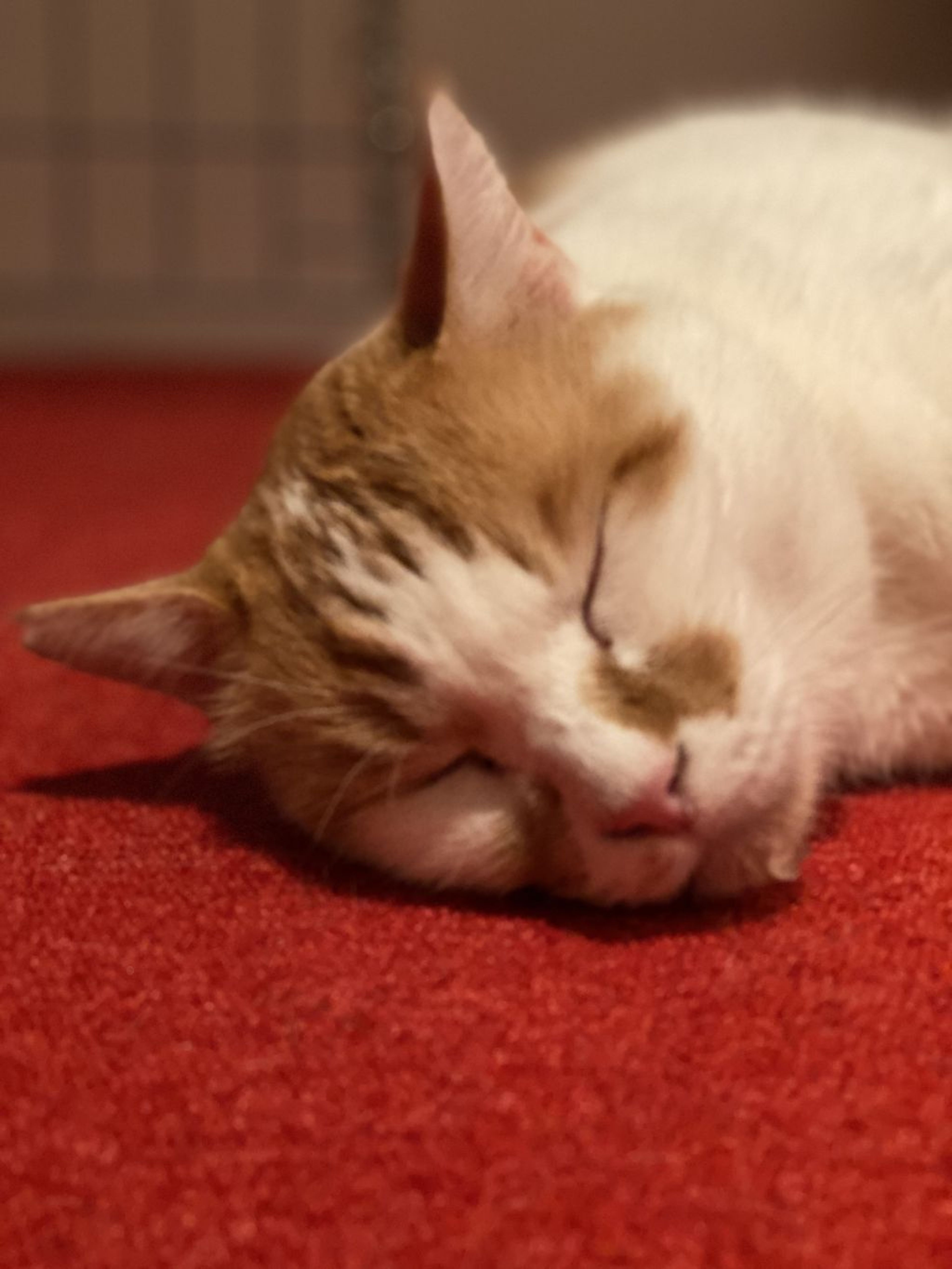 pet-image-5