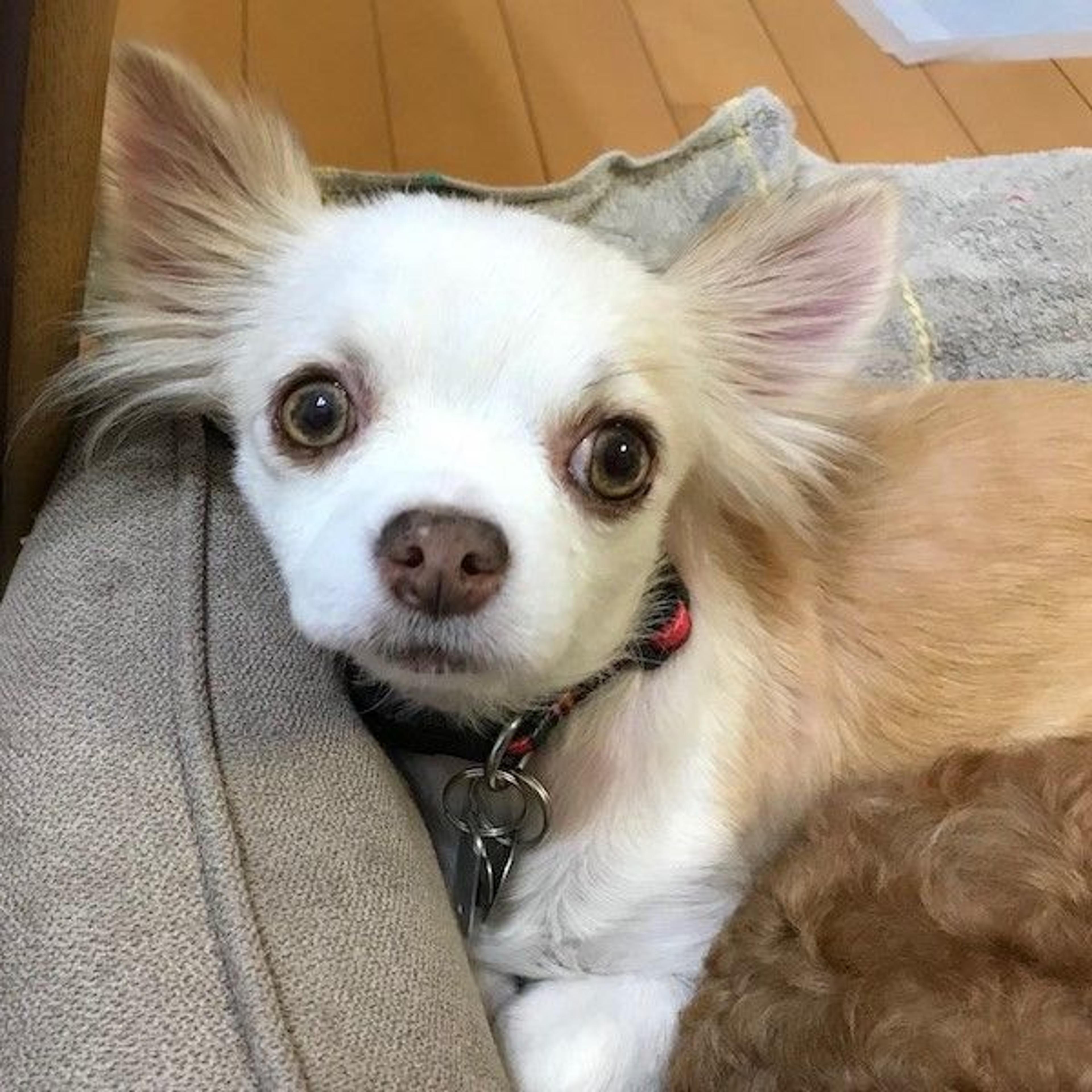 pet-image-2