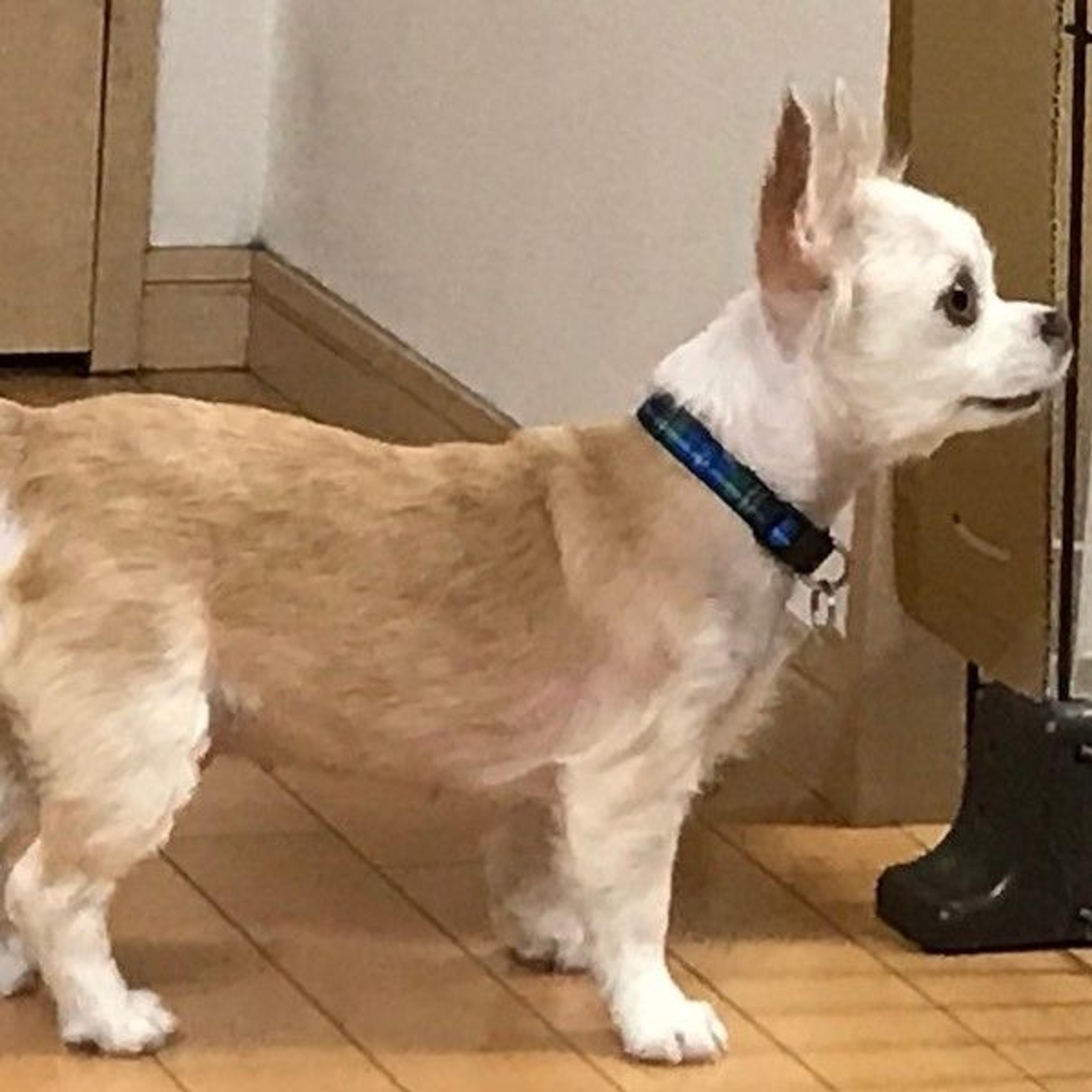 pet-image-4