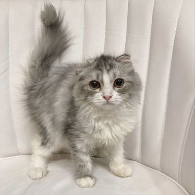 ミミ
