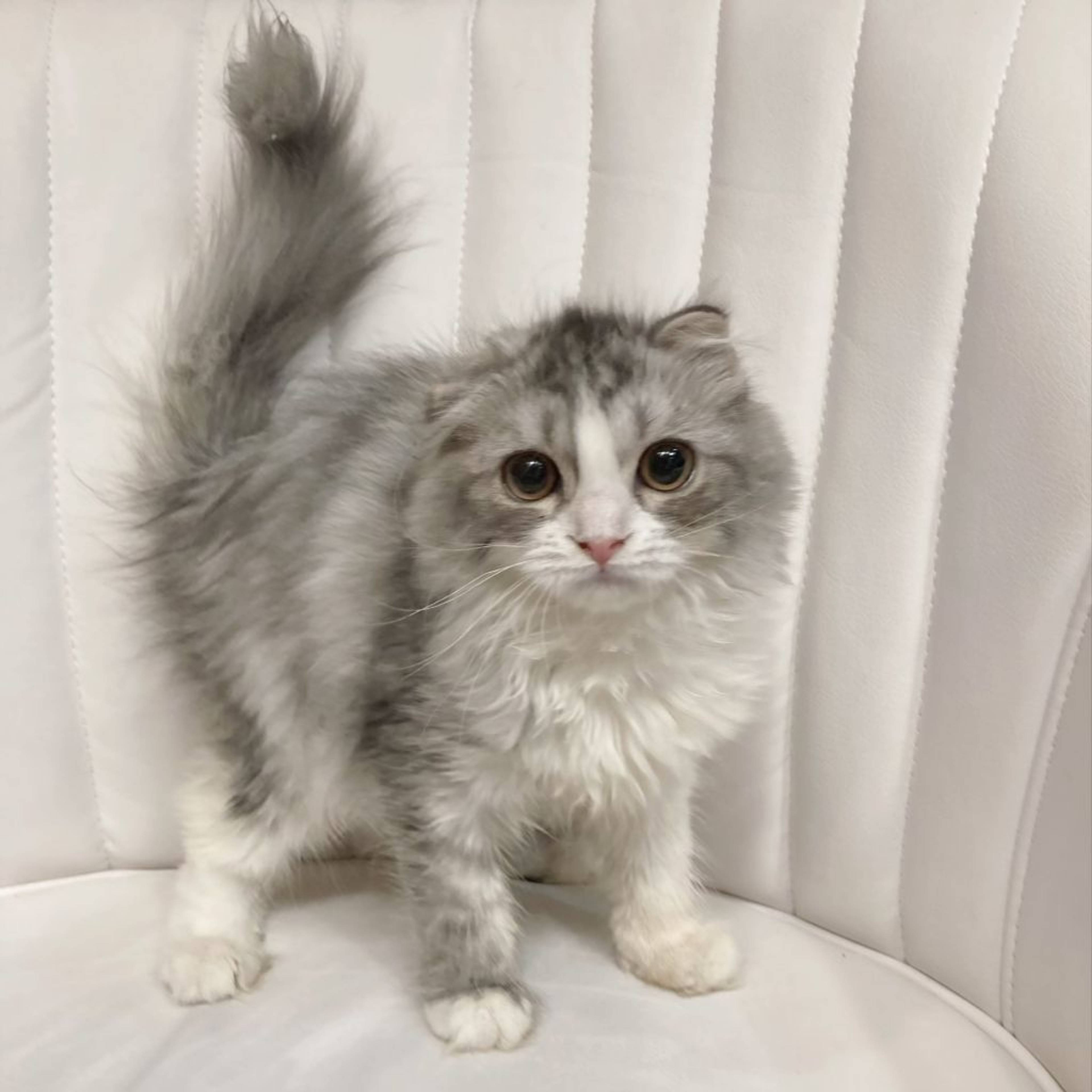 スコティッシュフォールド・メスの里親募集の写真
