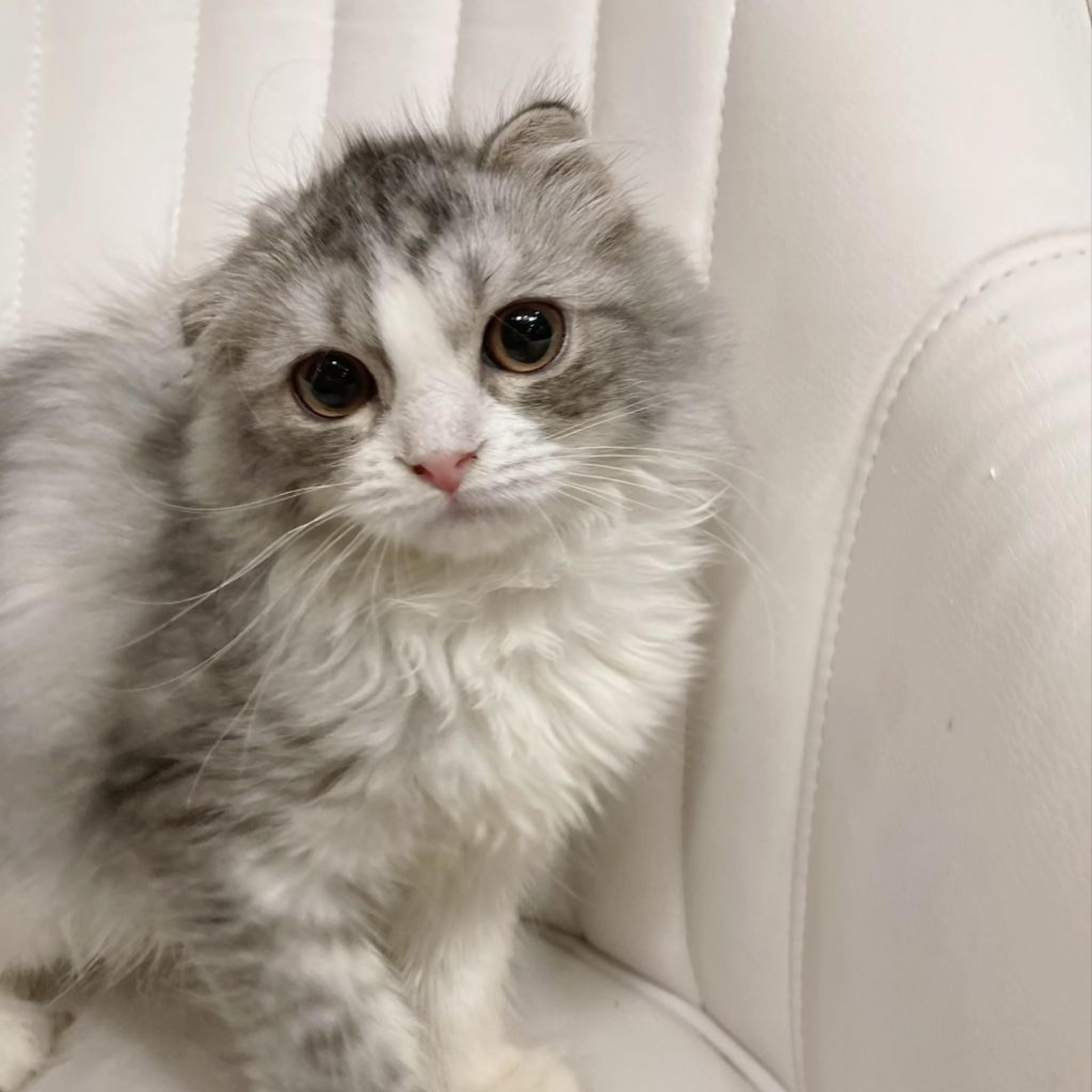 pet-image-3