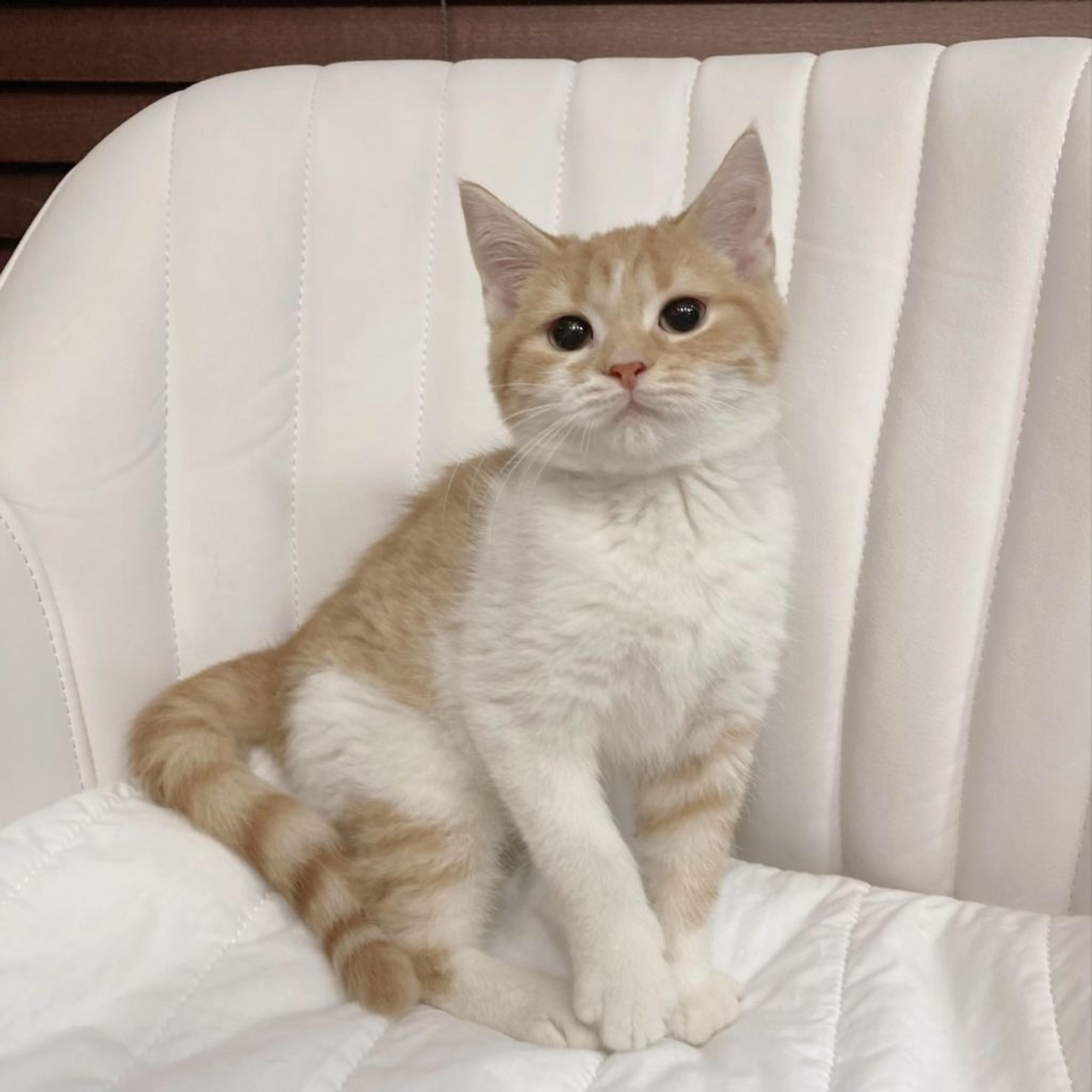 pet-image-3