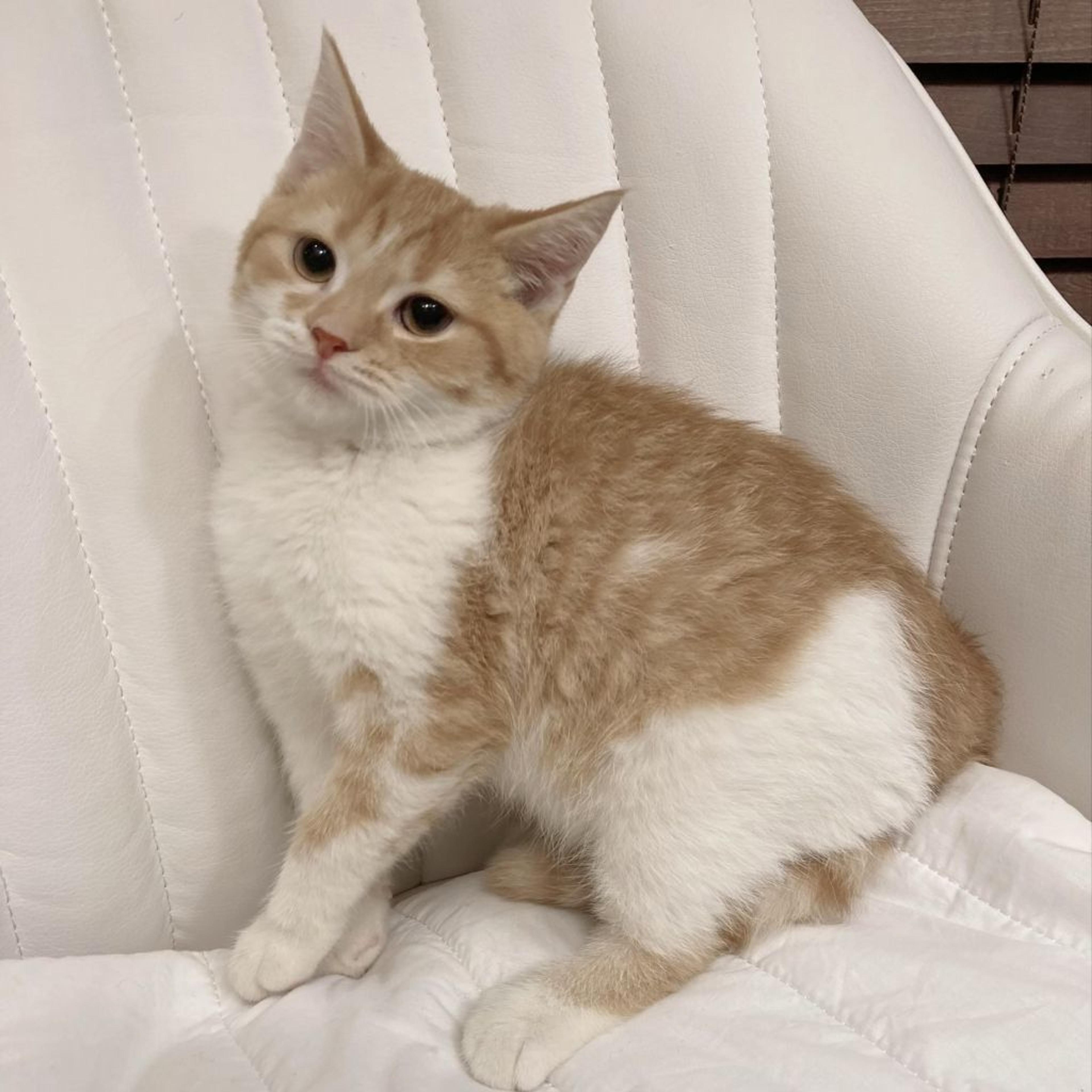 pet-image-4