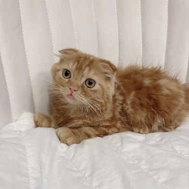 テテ