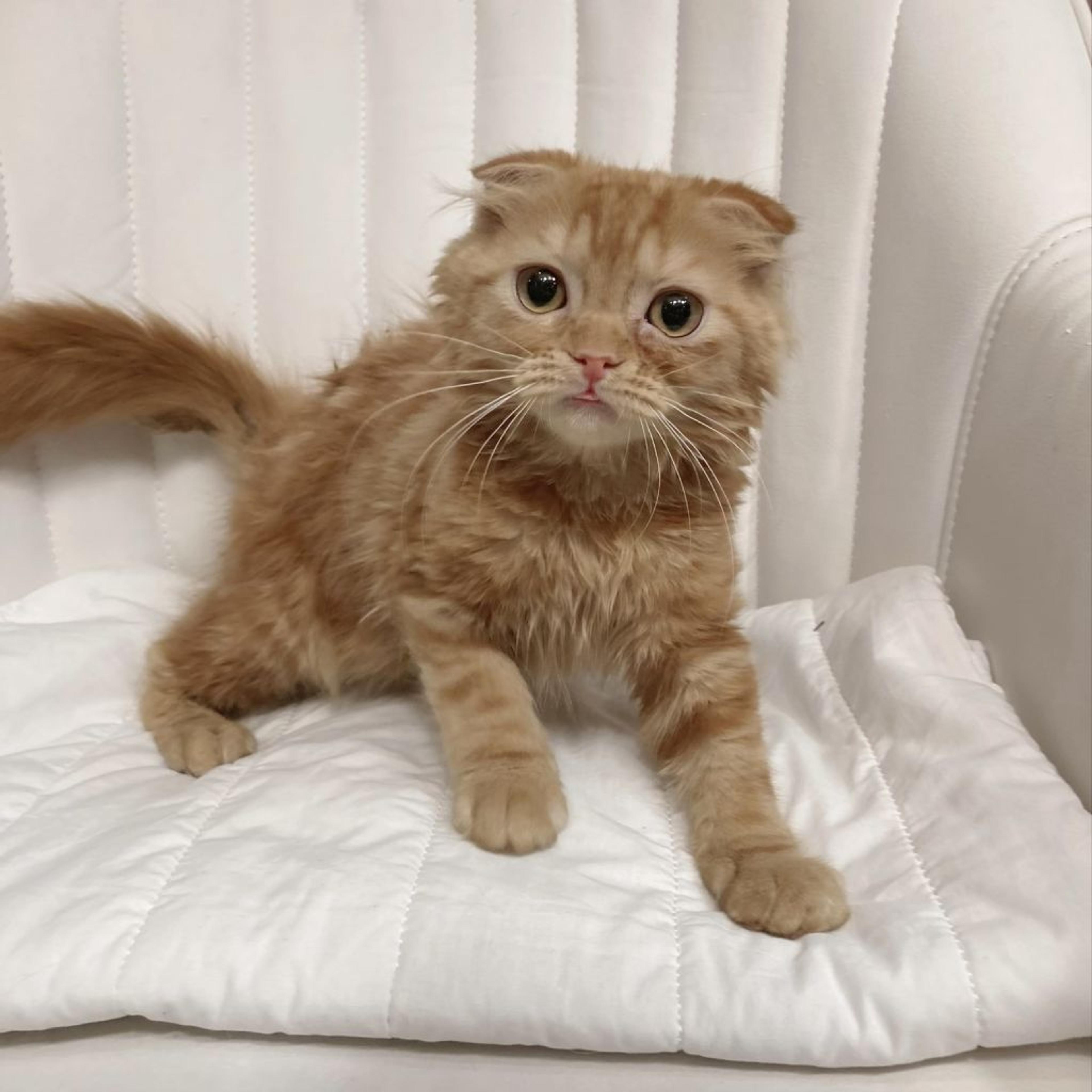 pet-image-3