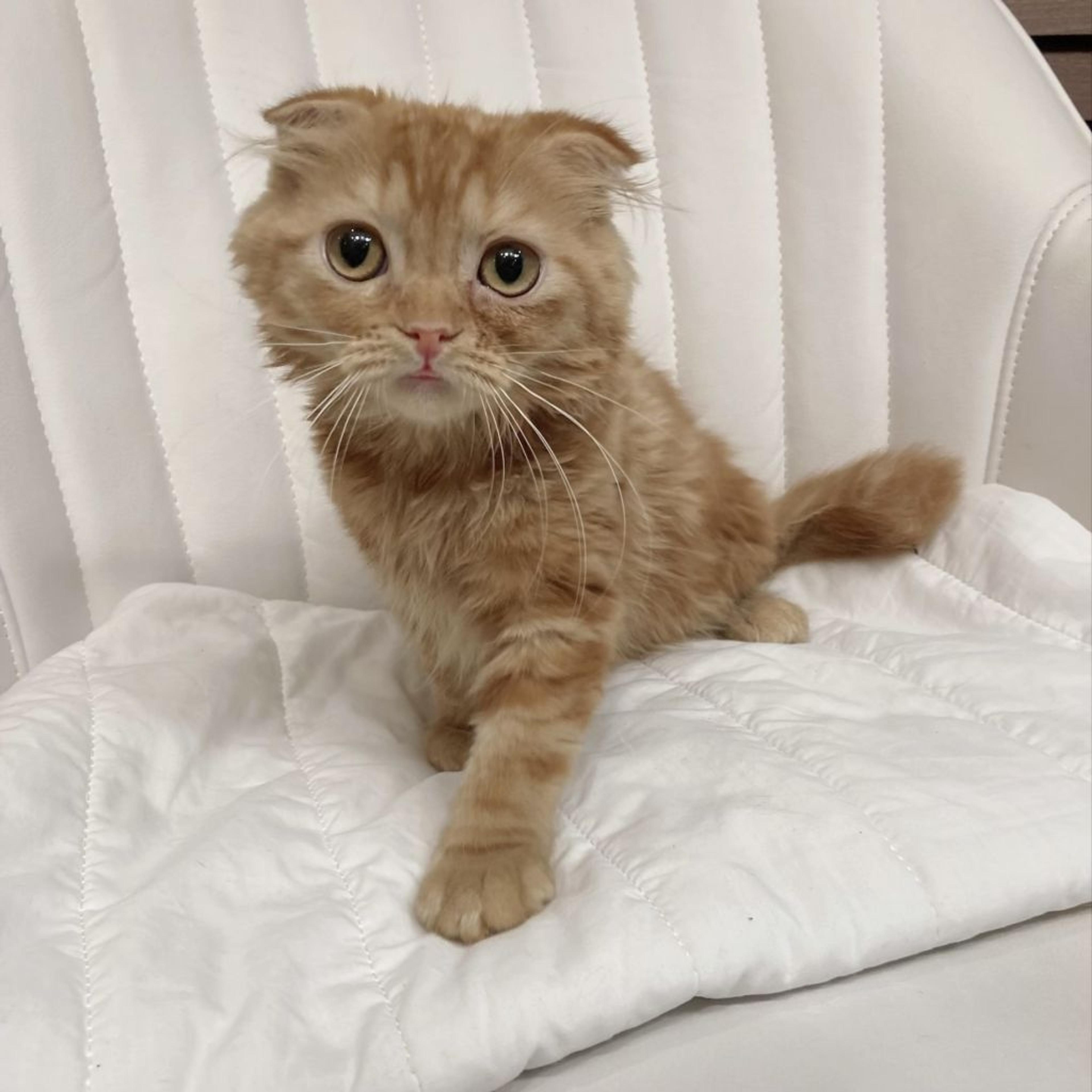 pet-image-4