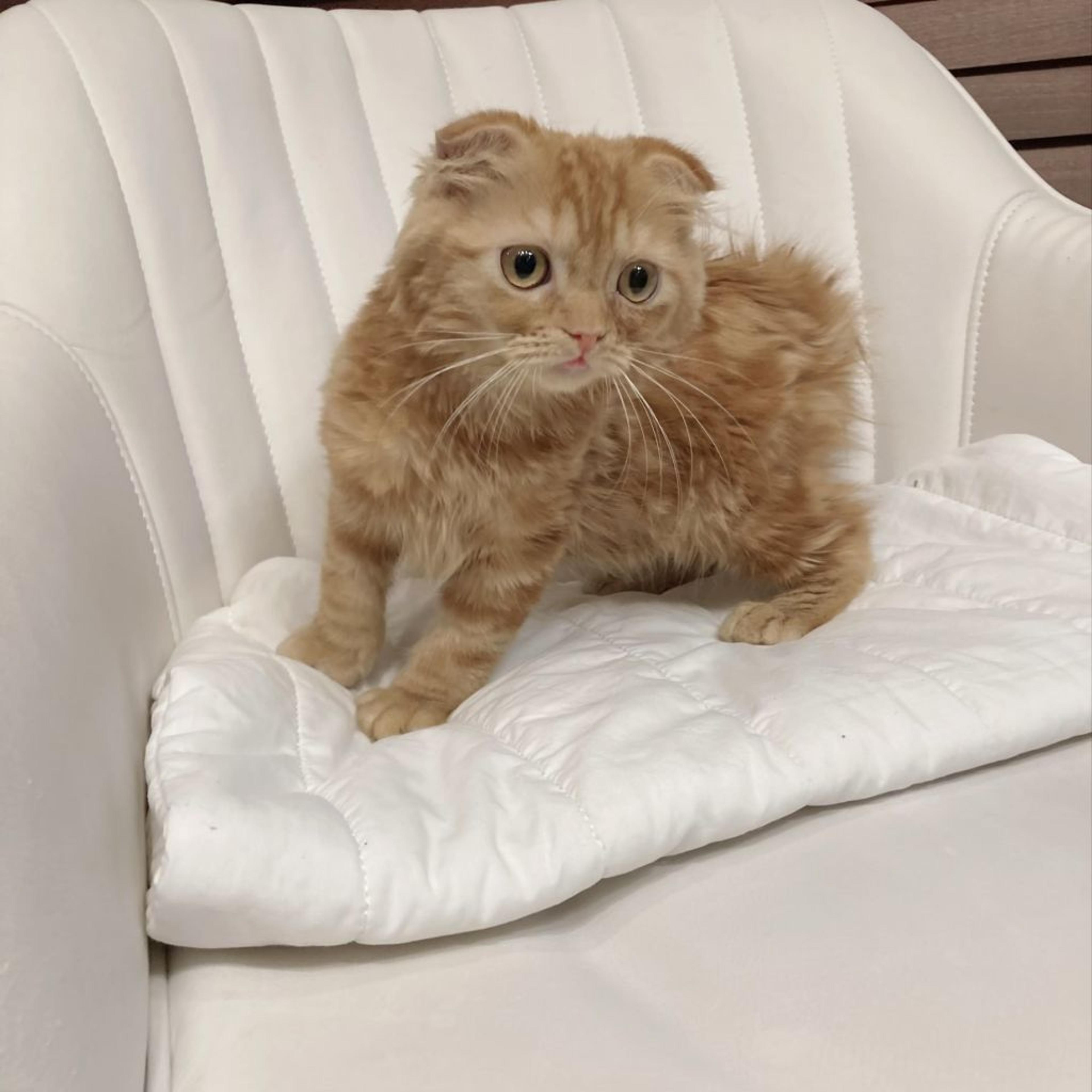 pet-image-5