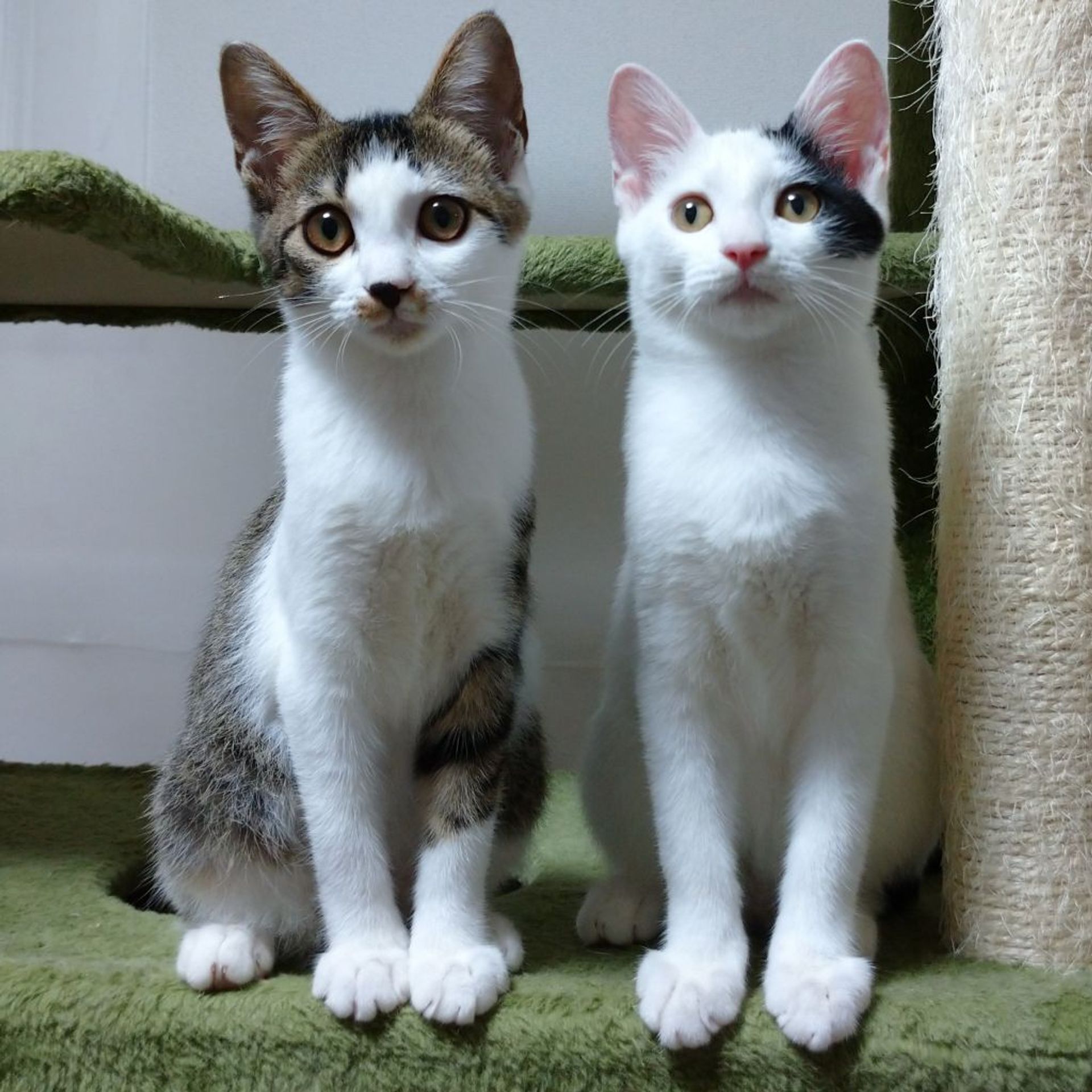 雑種（ミックス猫）・オスの里親募集の写真