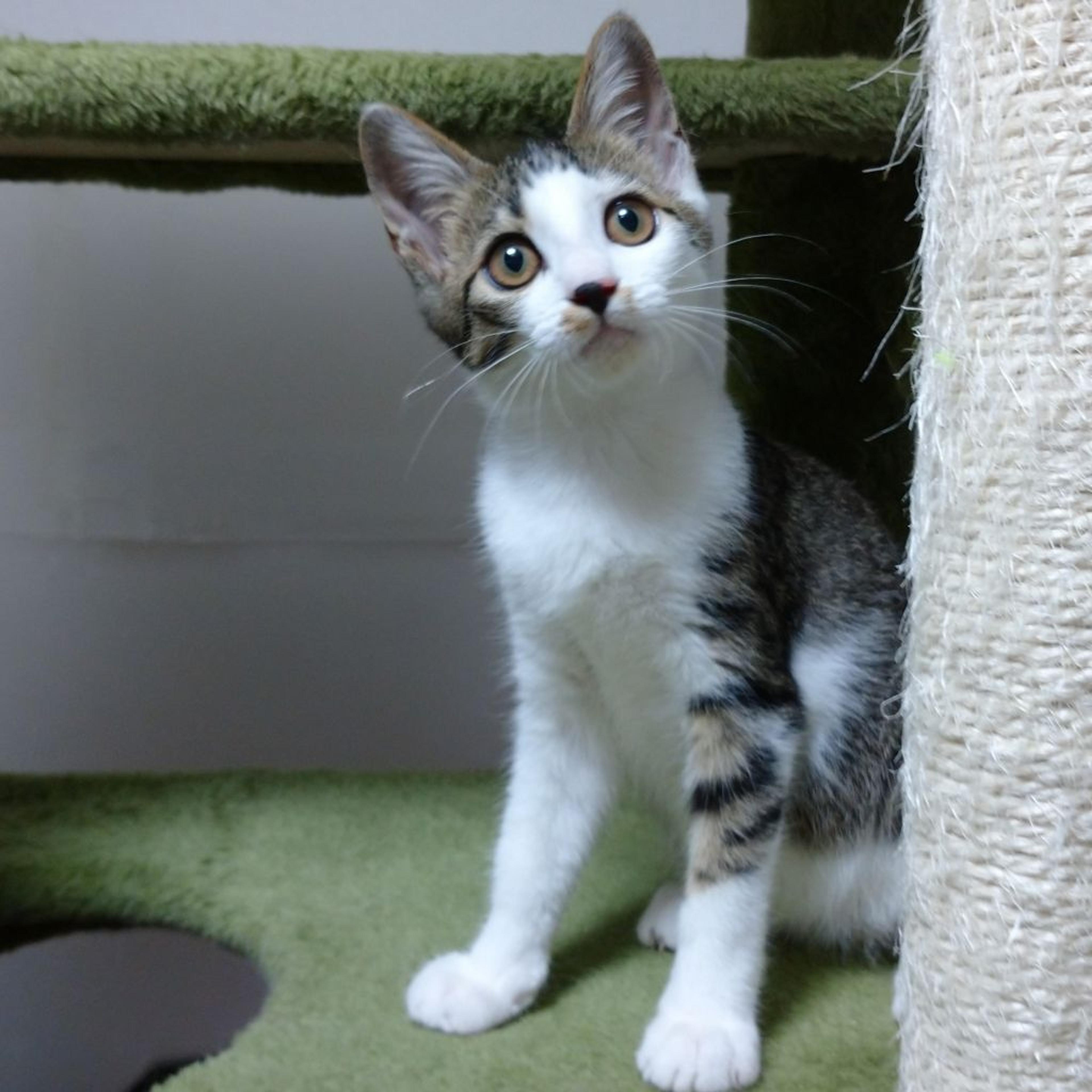 pet-image-3