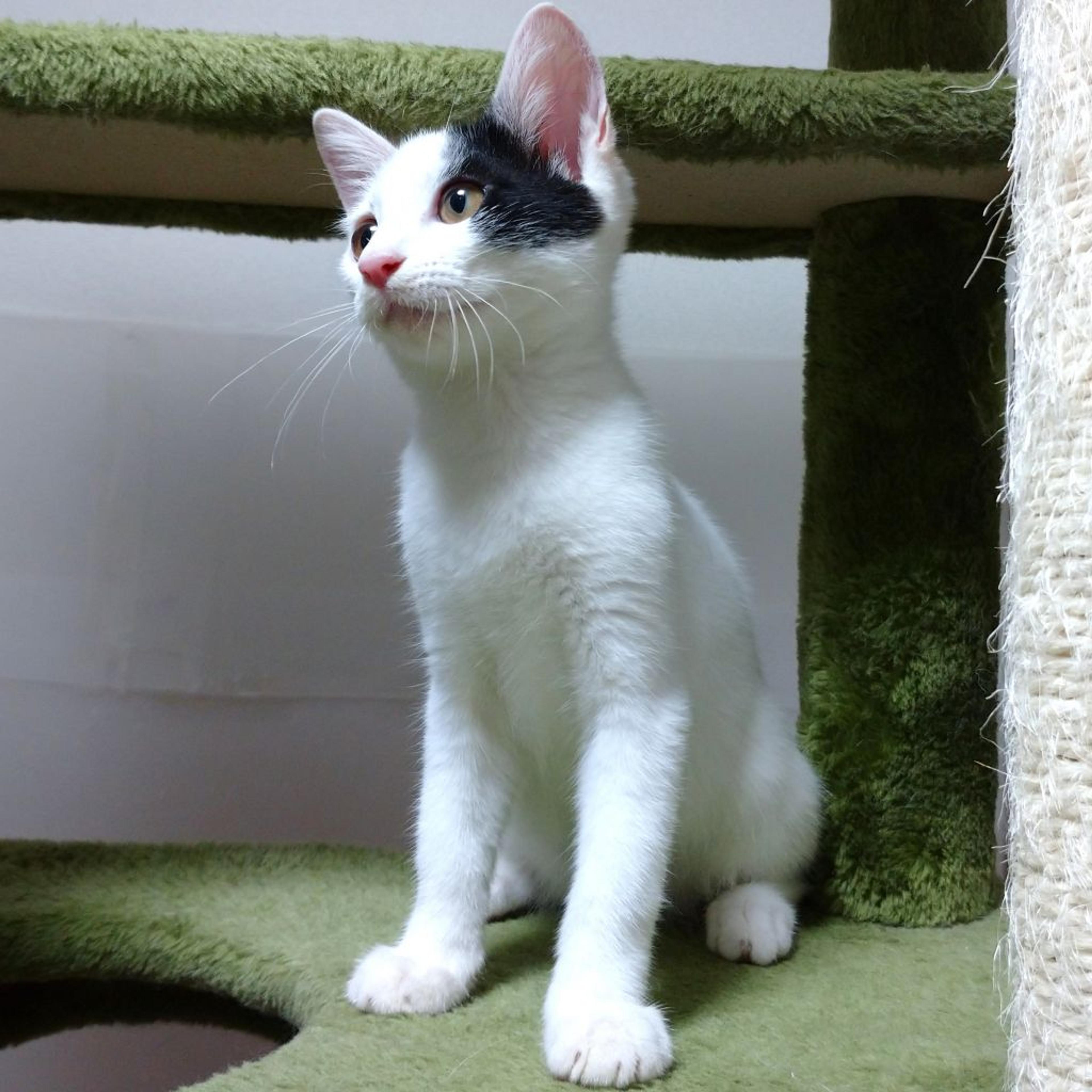 pet-image-4