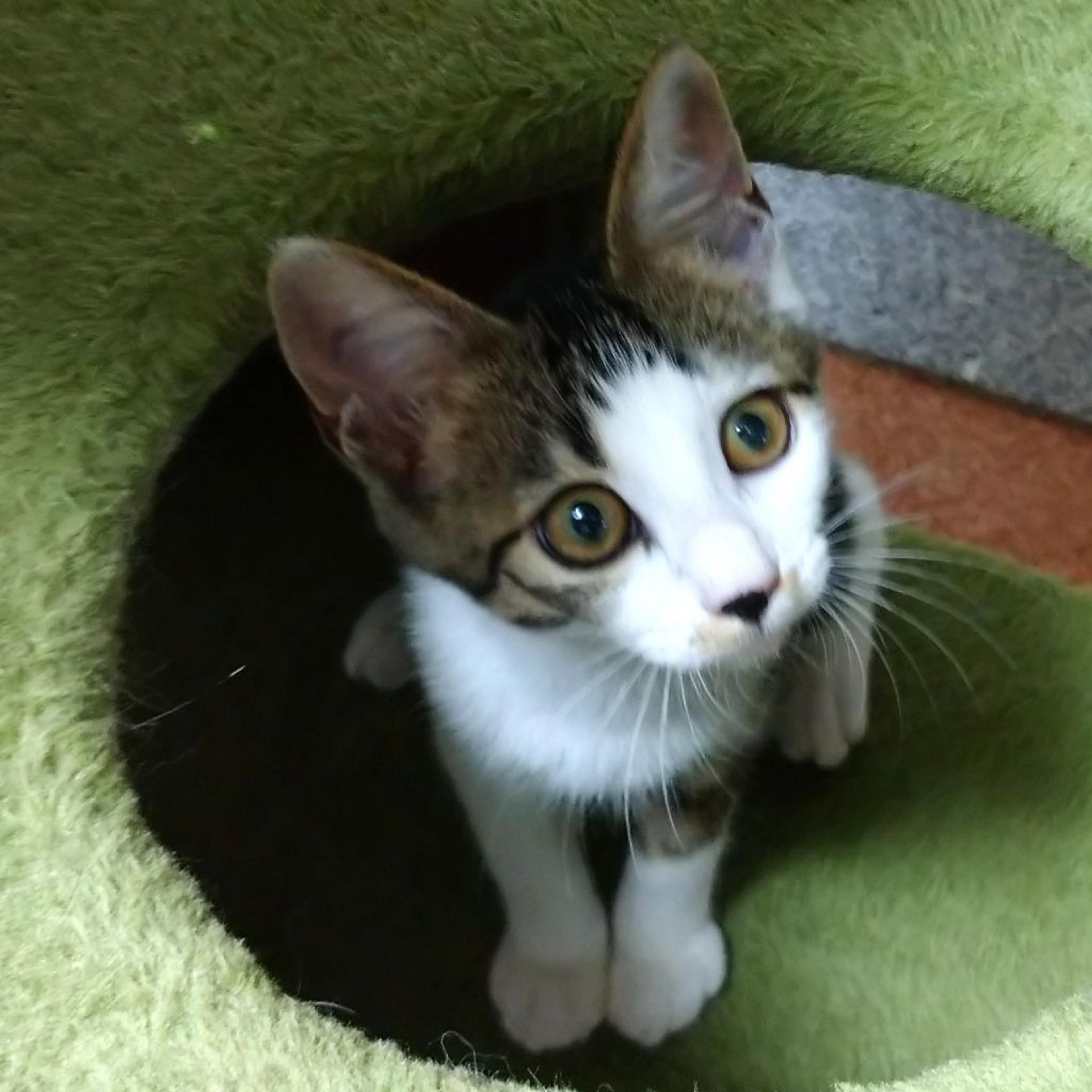 pet-image-5