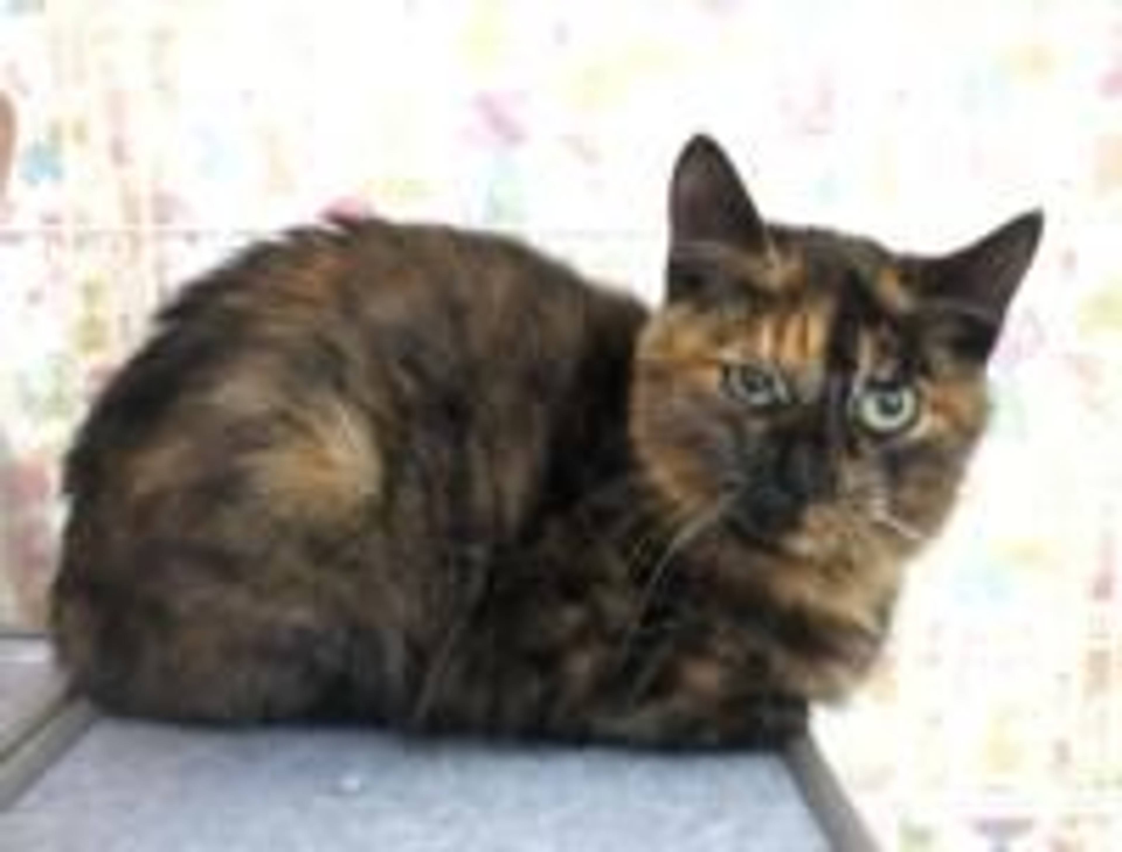 雑種（ミックス猫）・メスの里親募集の写真