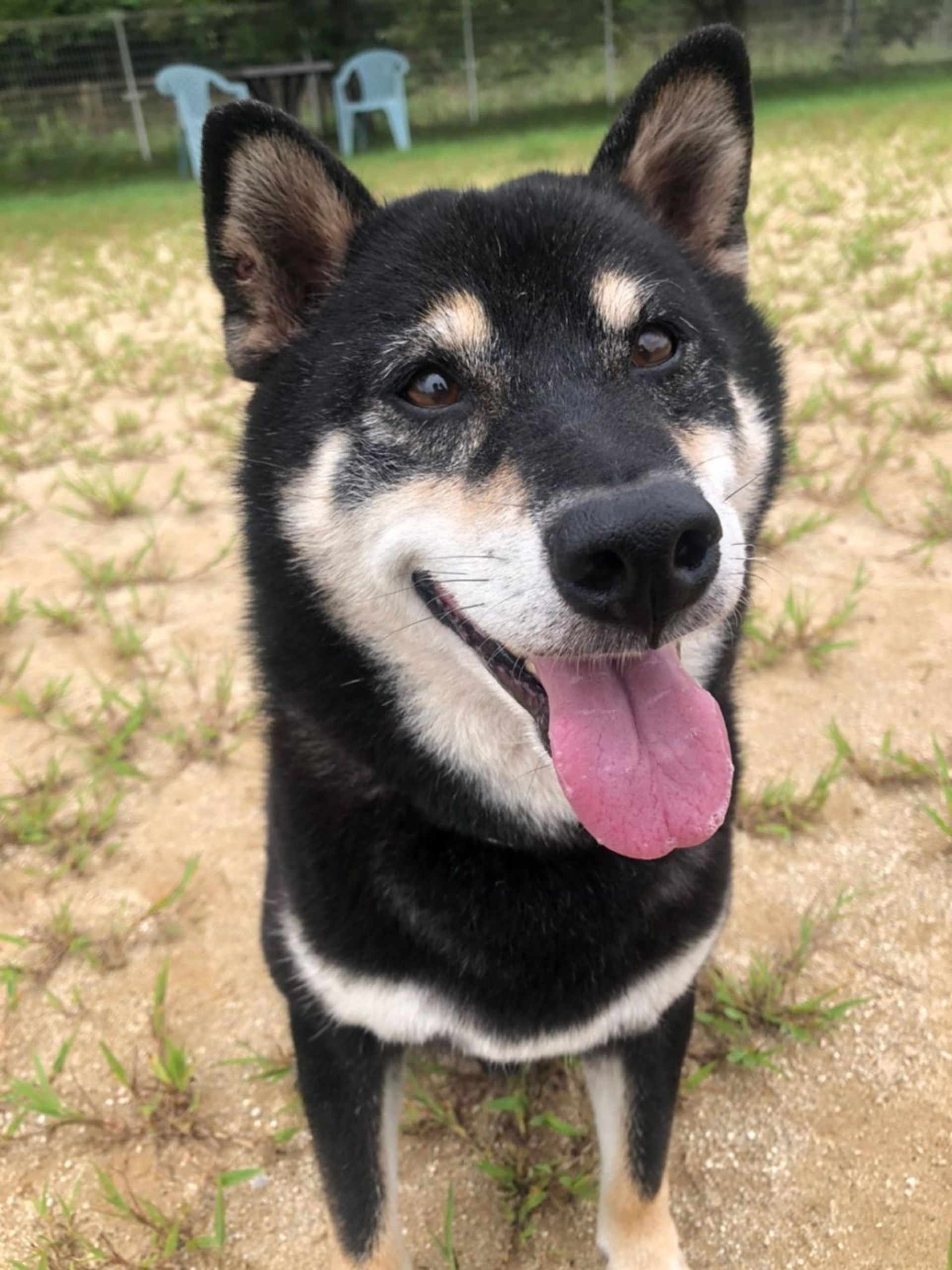 雑種（ミックス犬）・オスの里親募集の写真