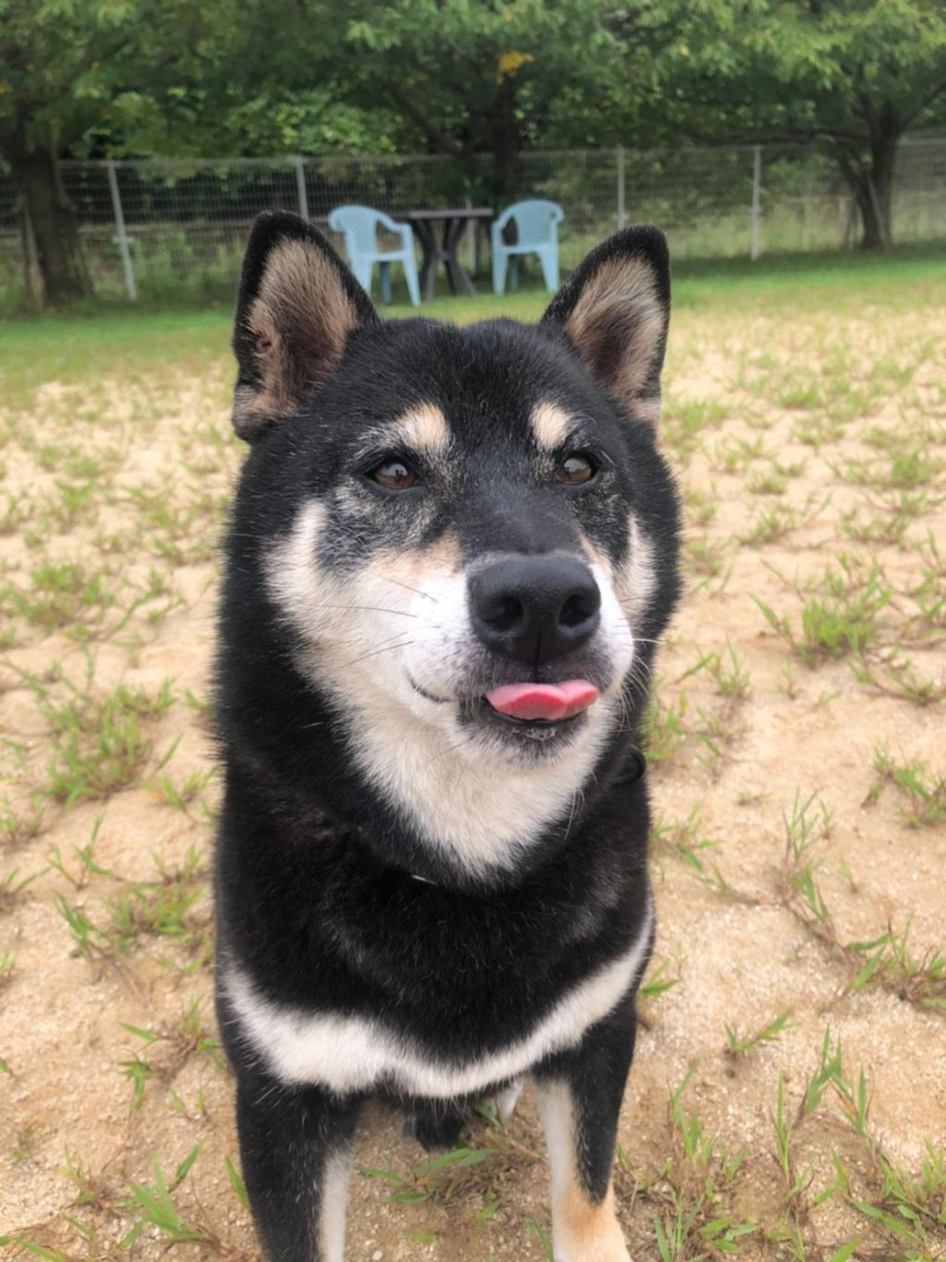 pet-image-3