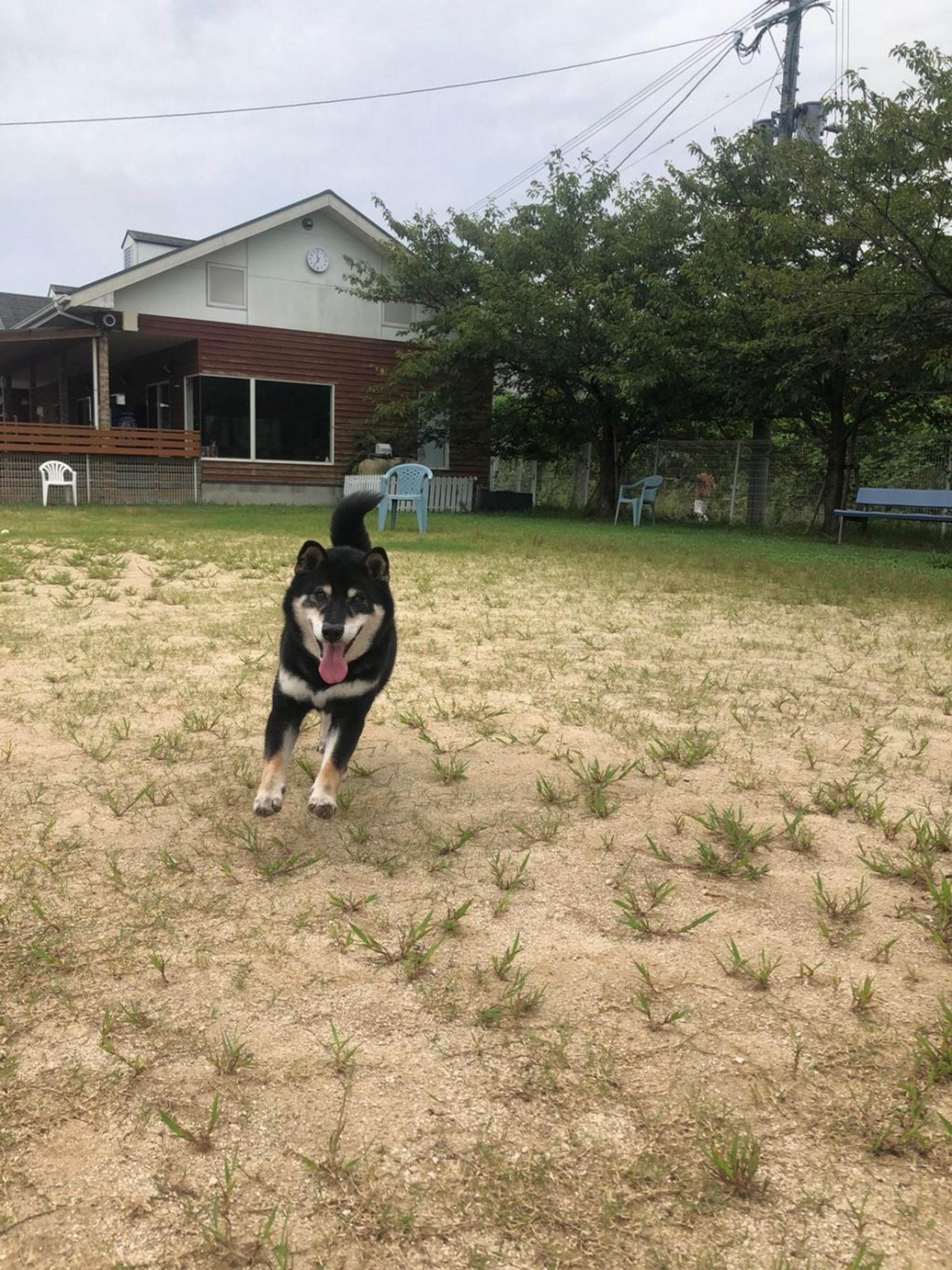 pet-image-4