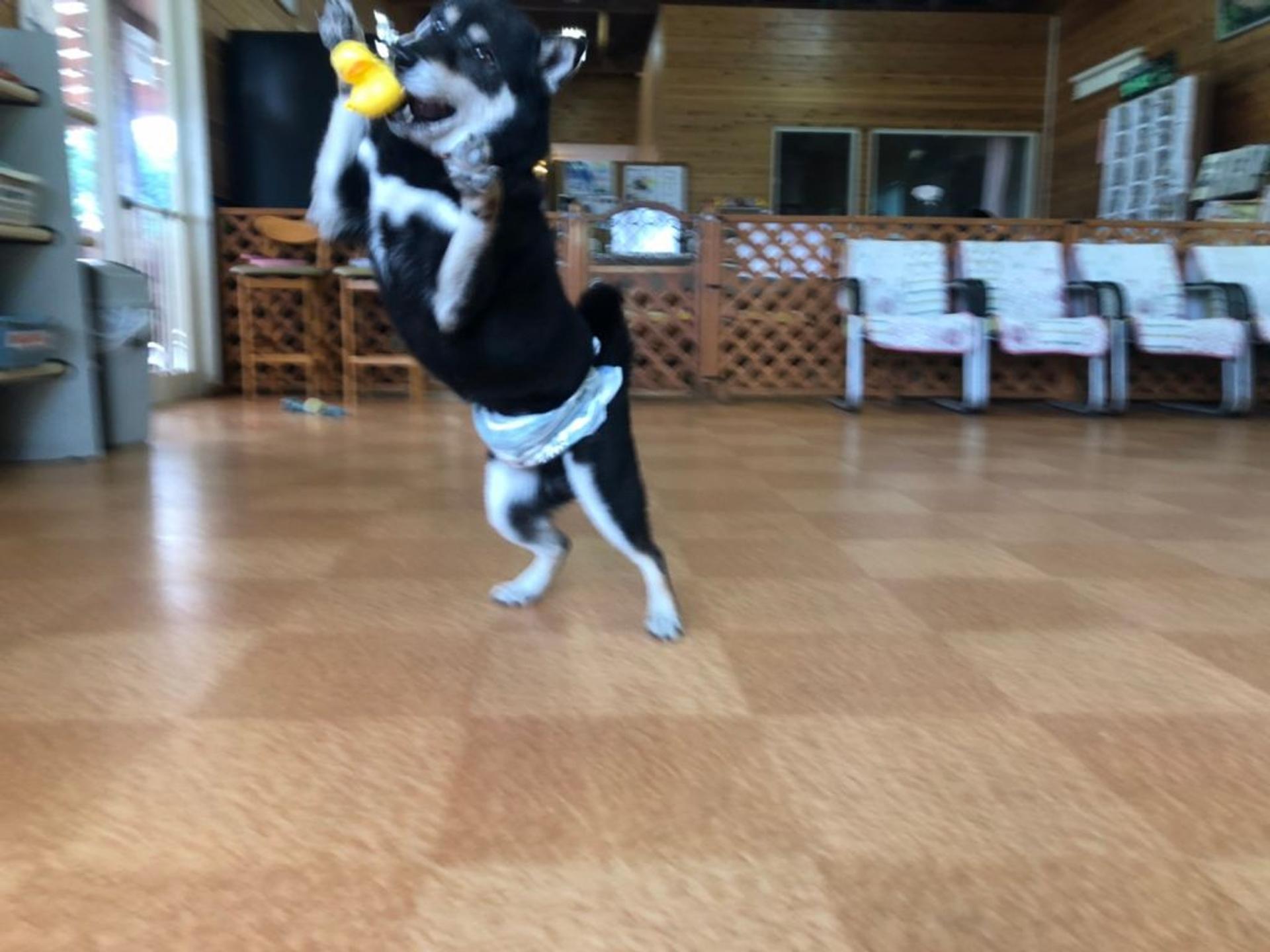 pet-image-7