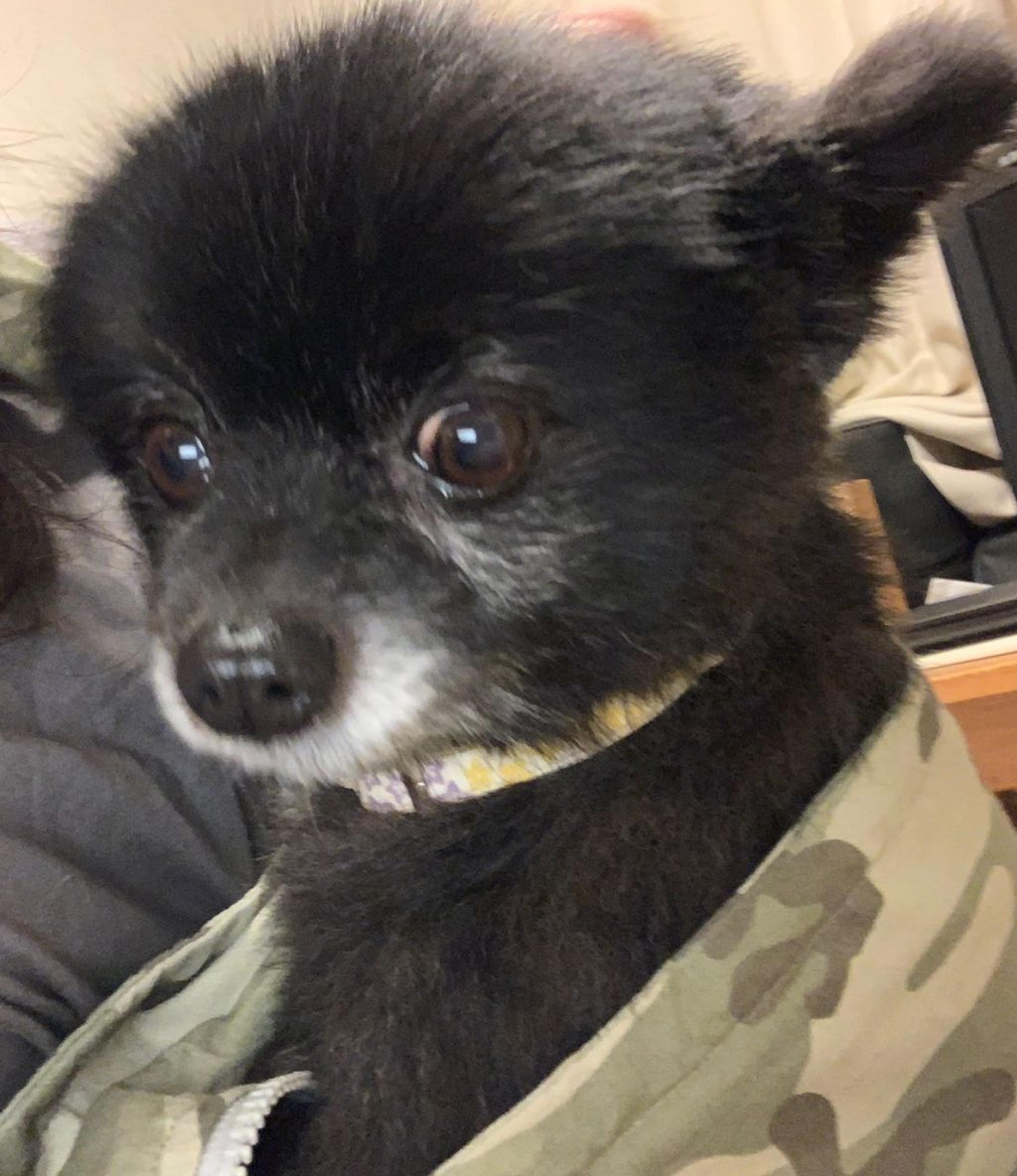 pet-image-2