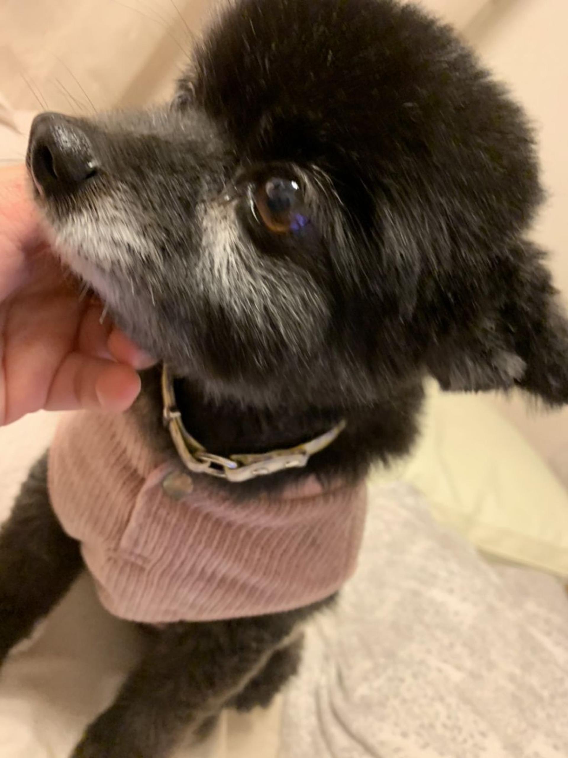 pet-image-3