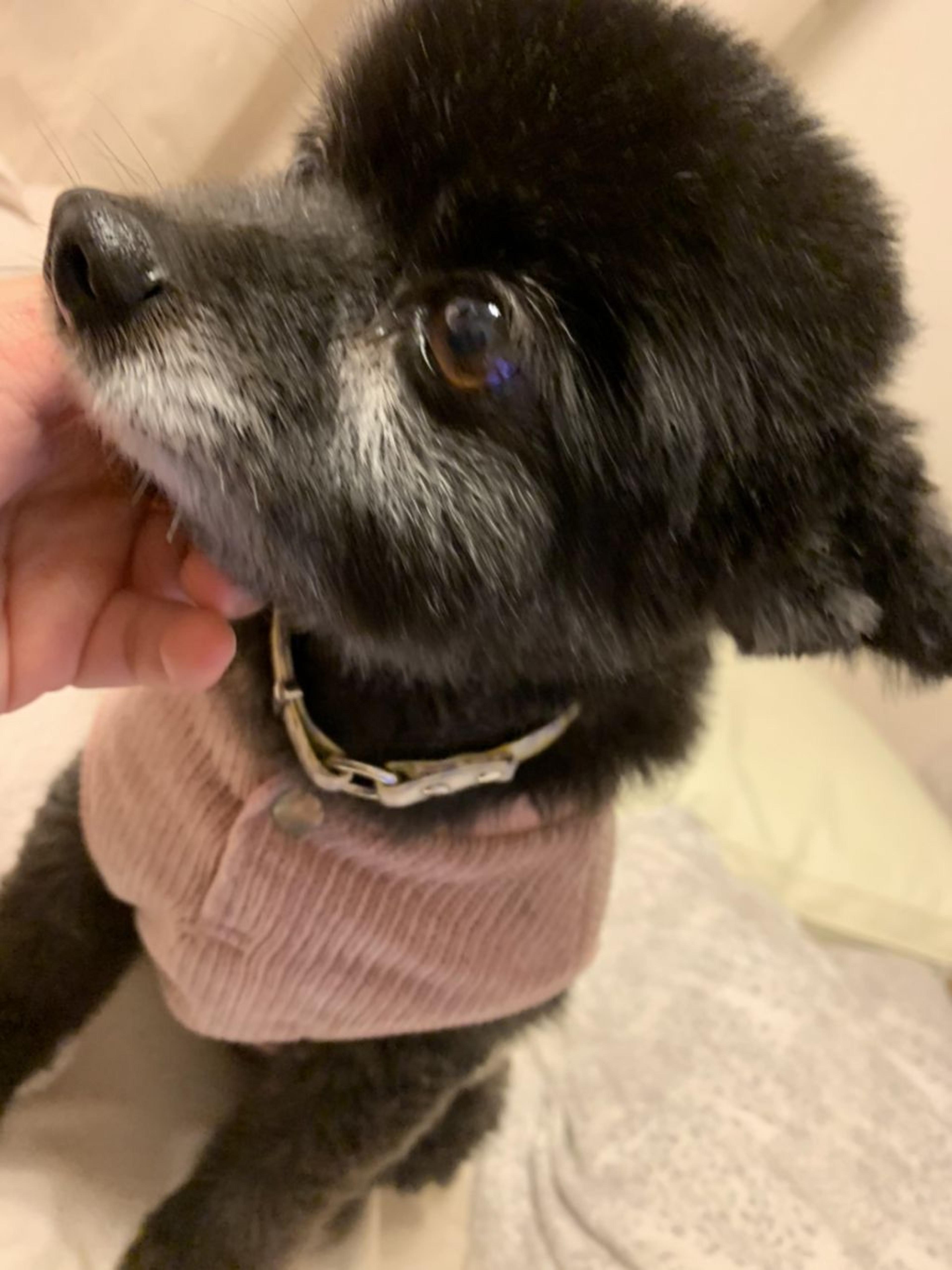 pet-image-3