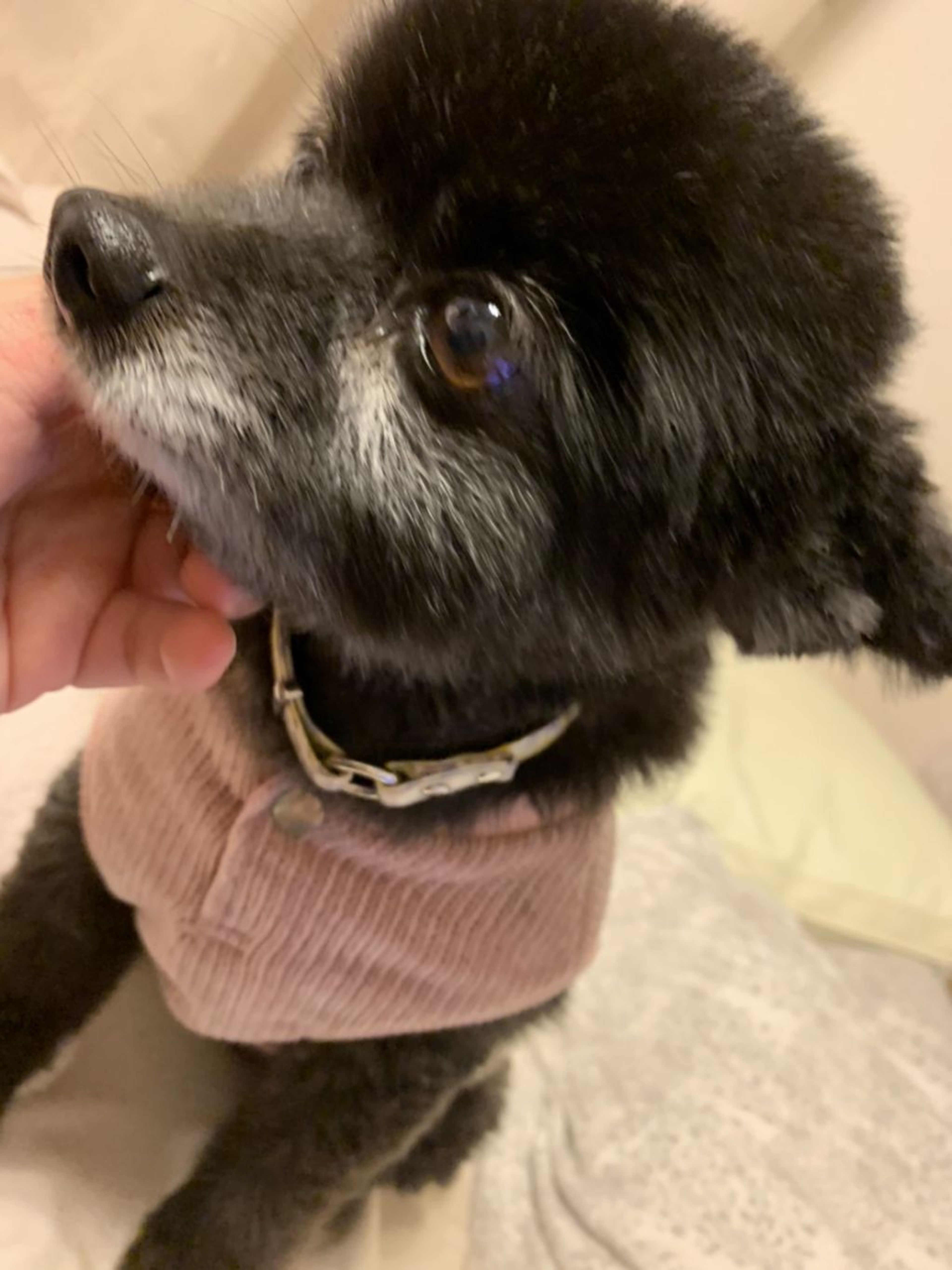 pet-image-3