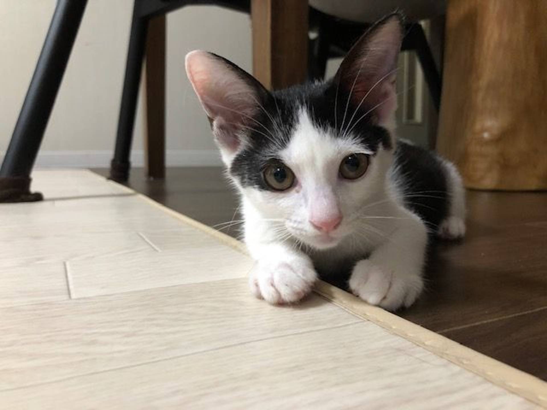 雑種（ミックス猫）・メスの里親募集の写真