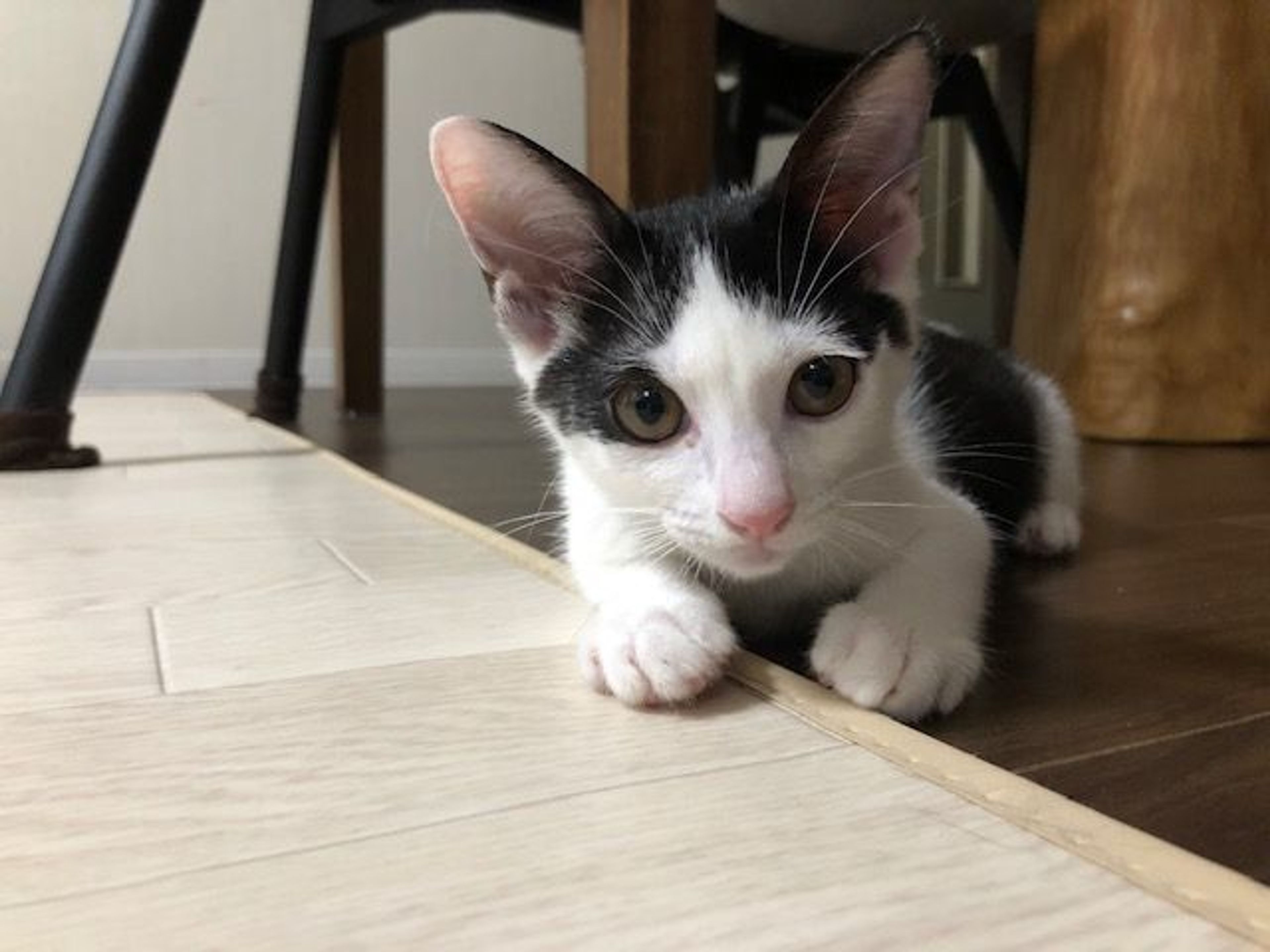 雑種（ミックス猫）・メスの里親募集の写真
