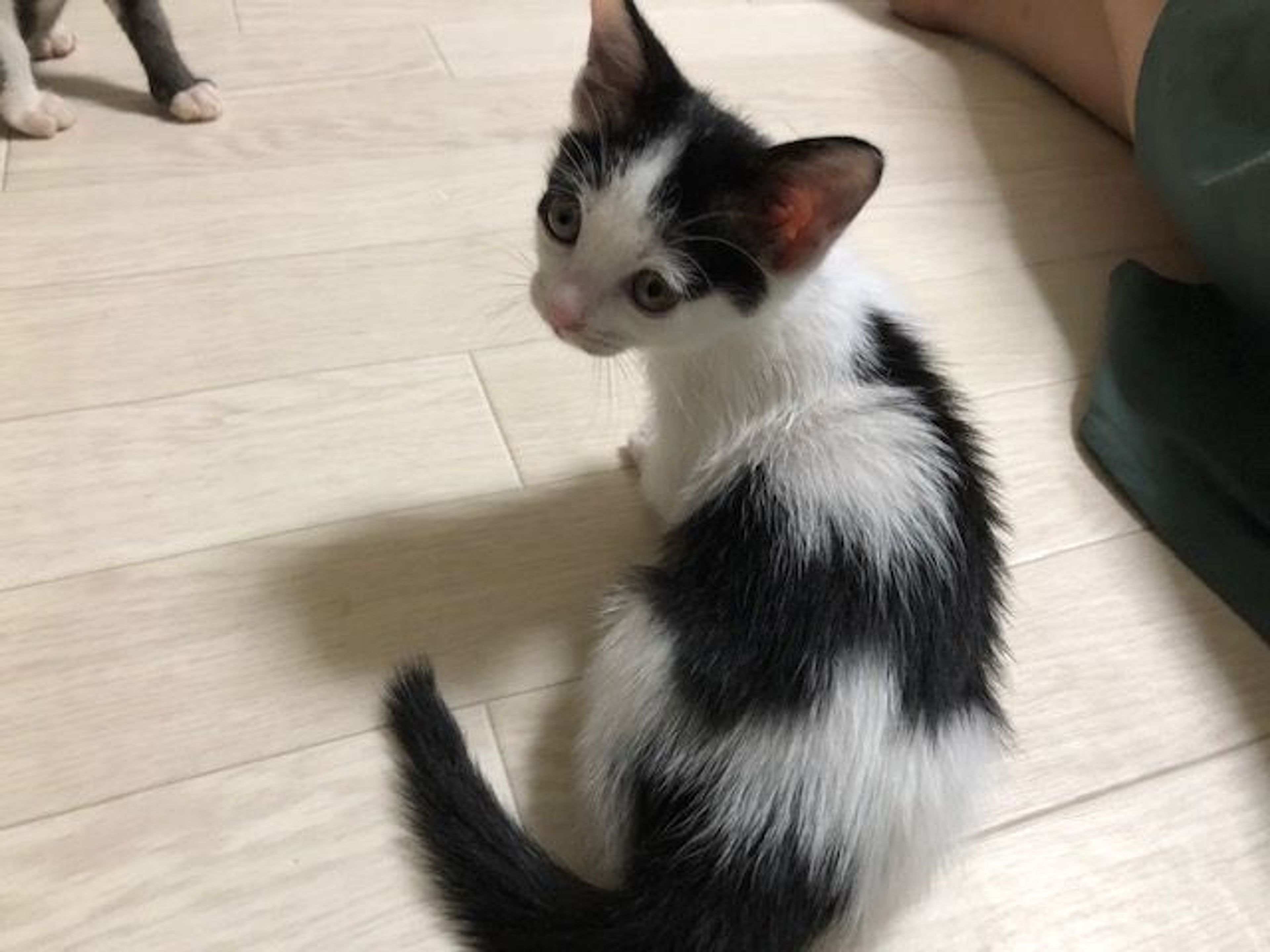 pet-image-2