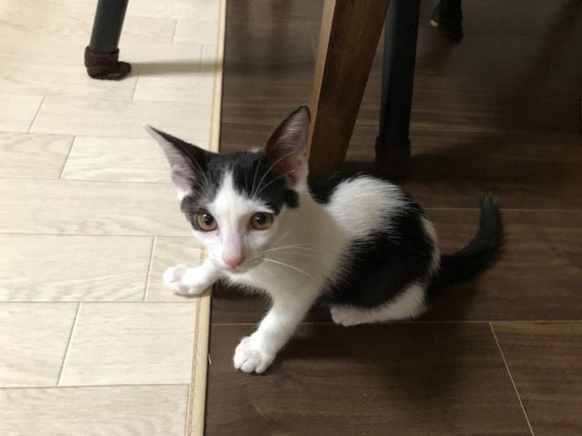 pet-image-3