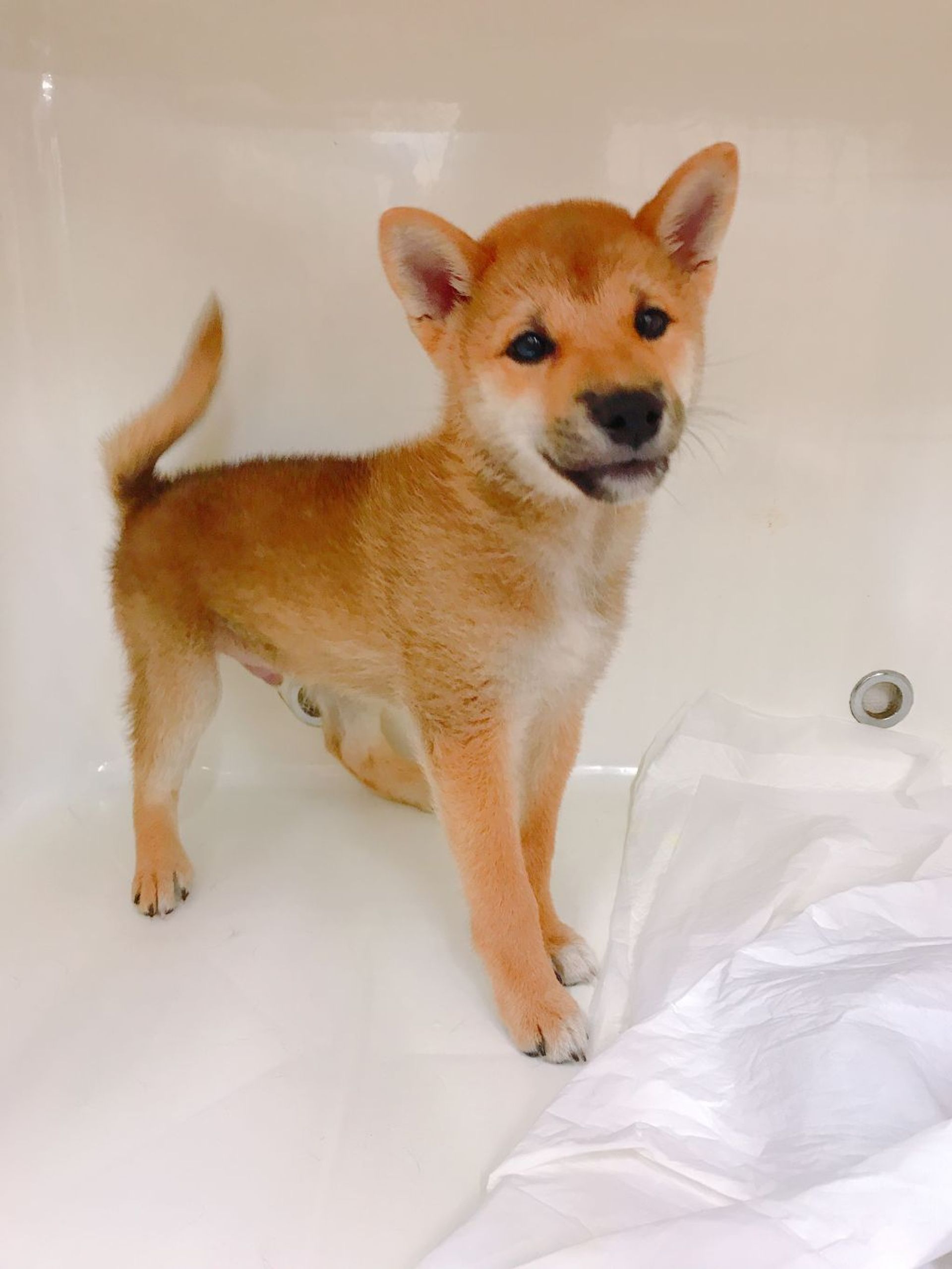 柴犬・オスの里親募集の写真