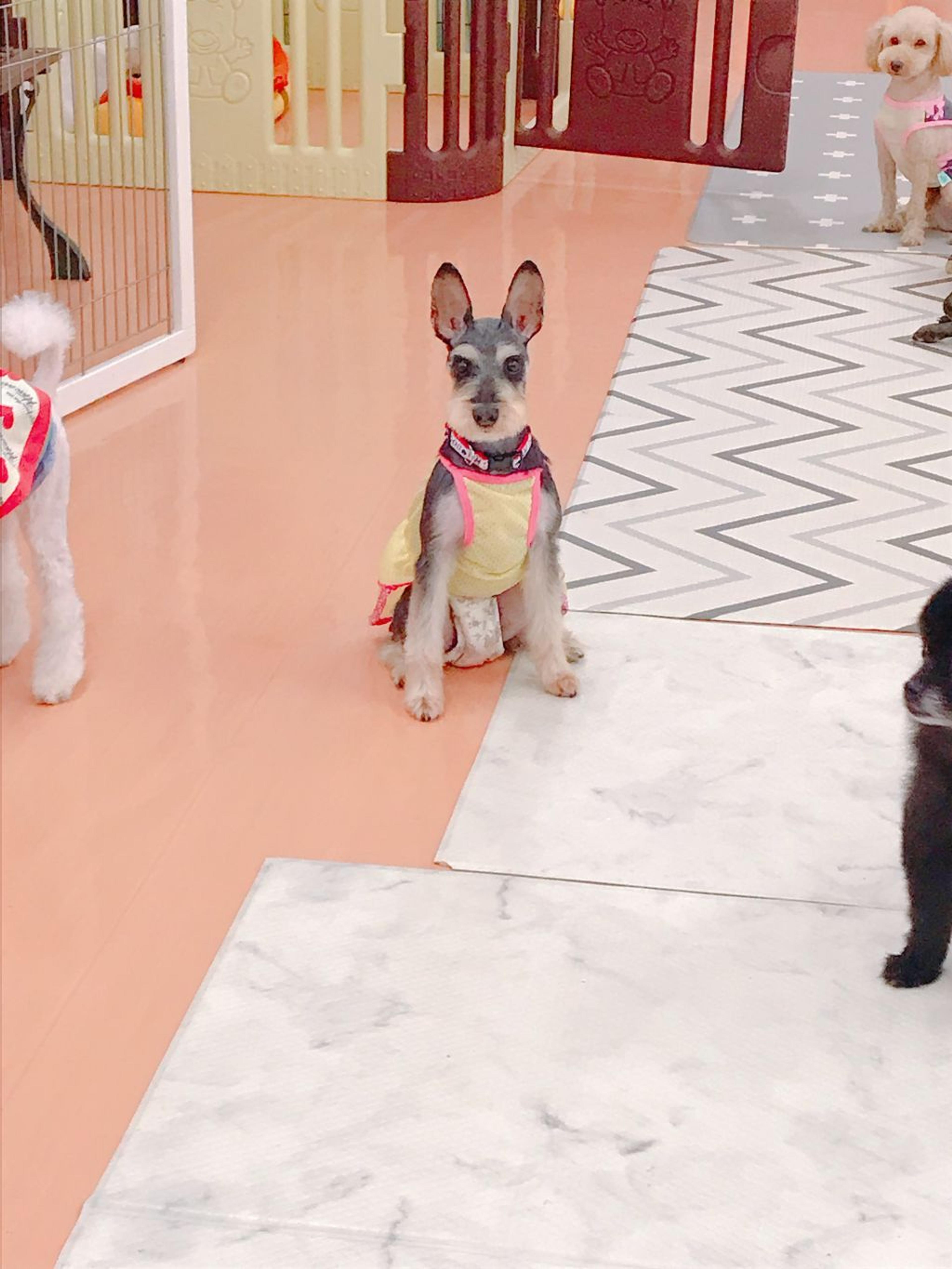 pet-image-2