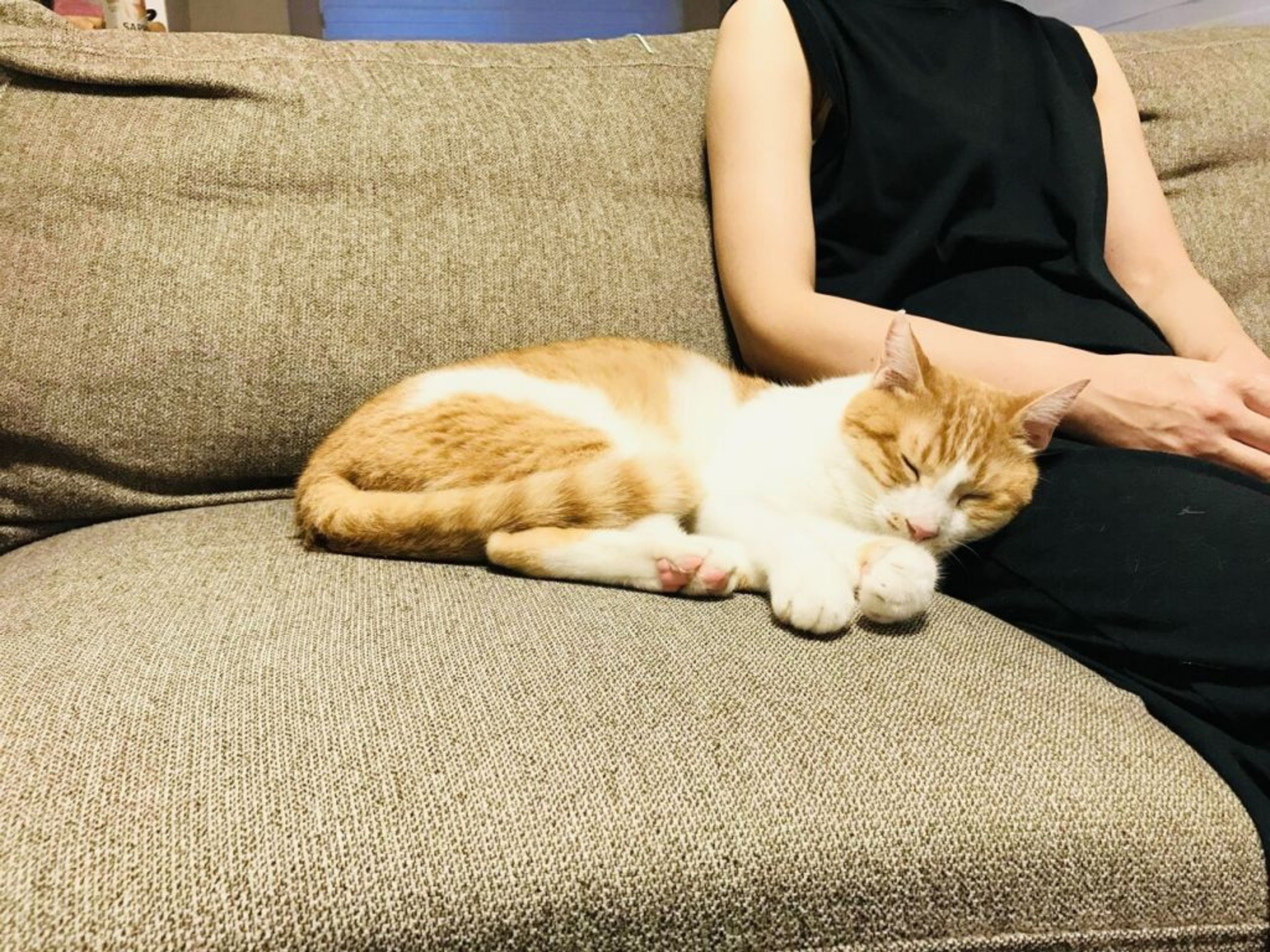 雑種（ミックス猫）・オスの里親募集の写真