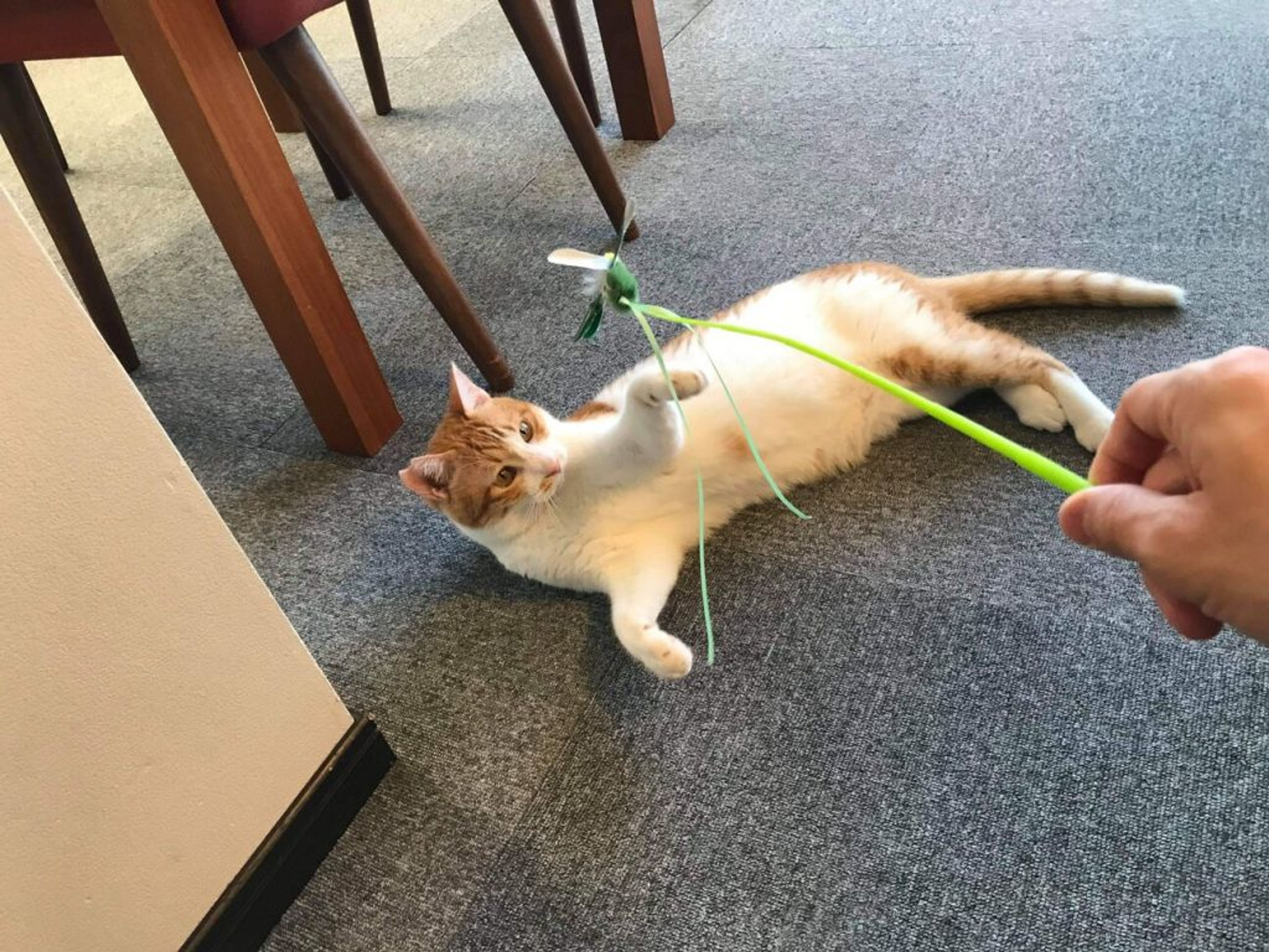 pet-image-2