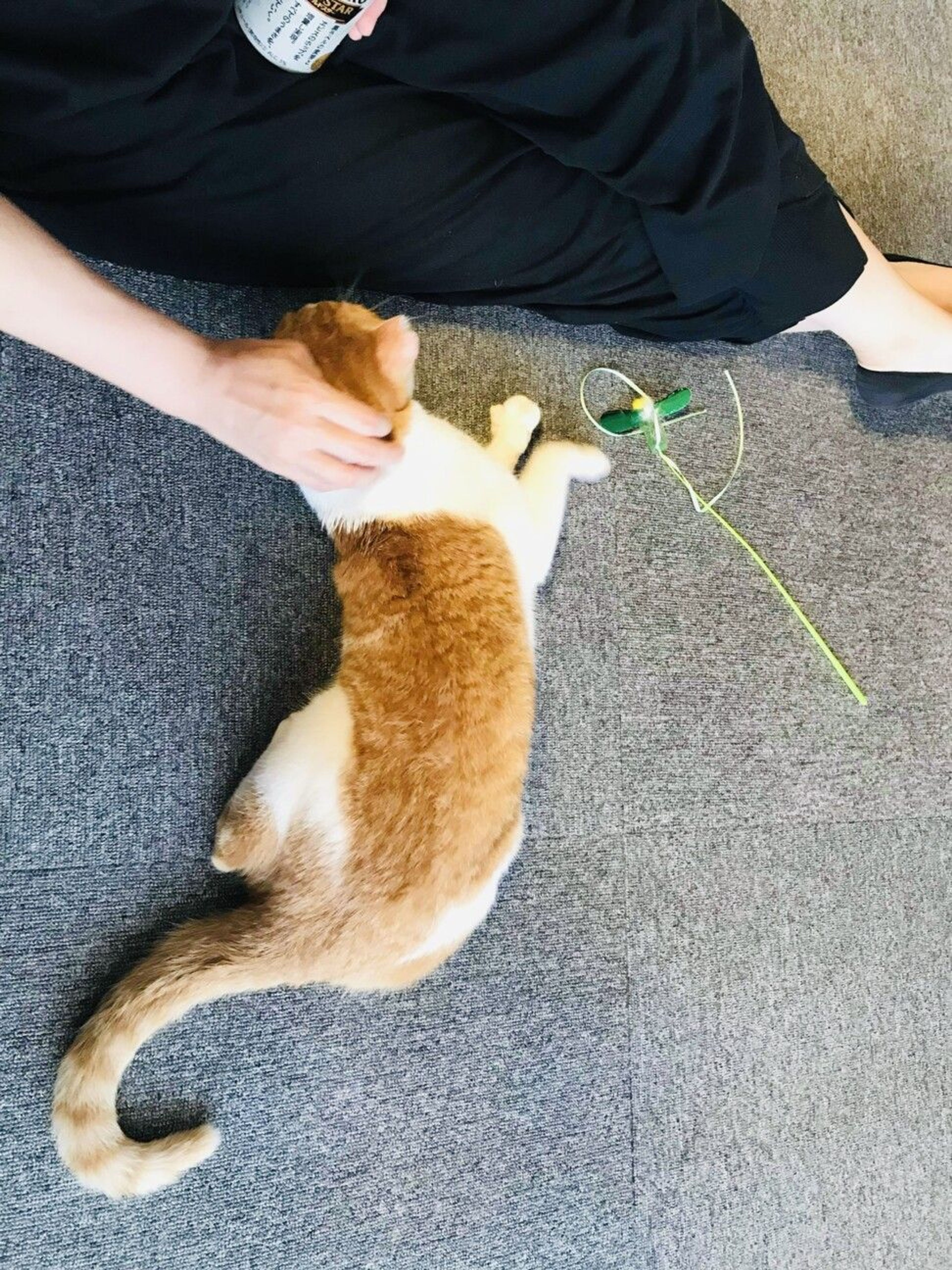 pet-image-3