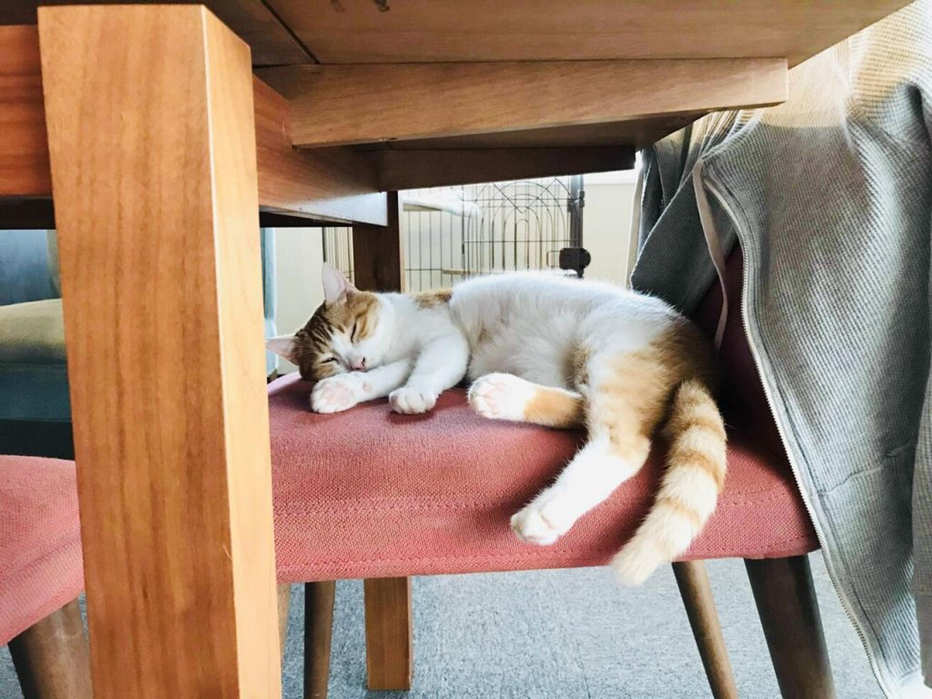 pet-image-4