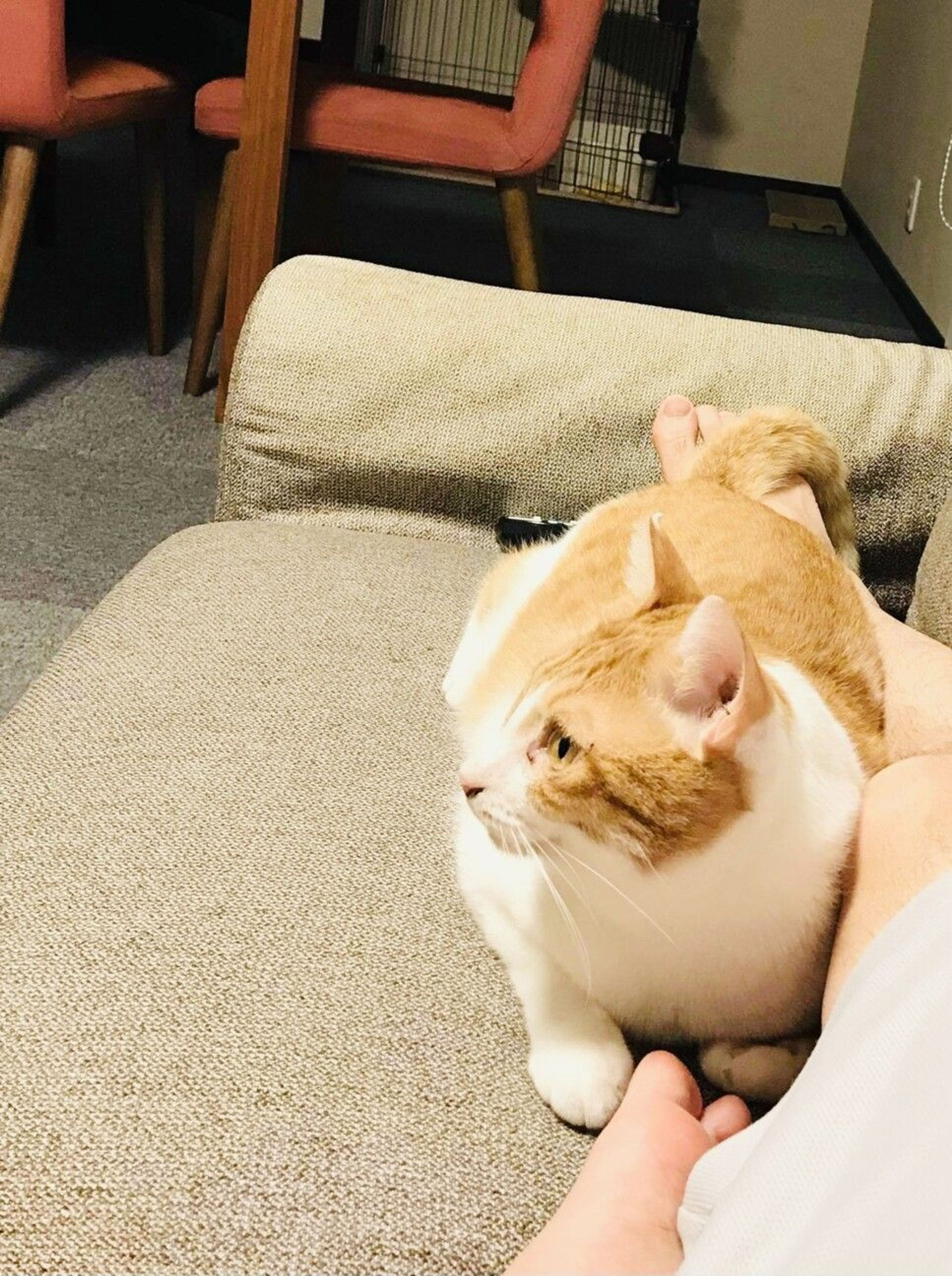 pet-image-7