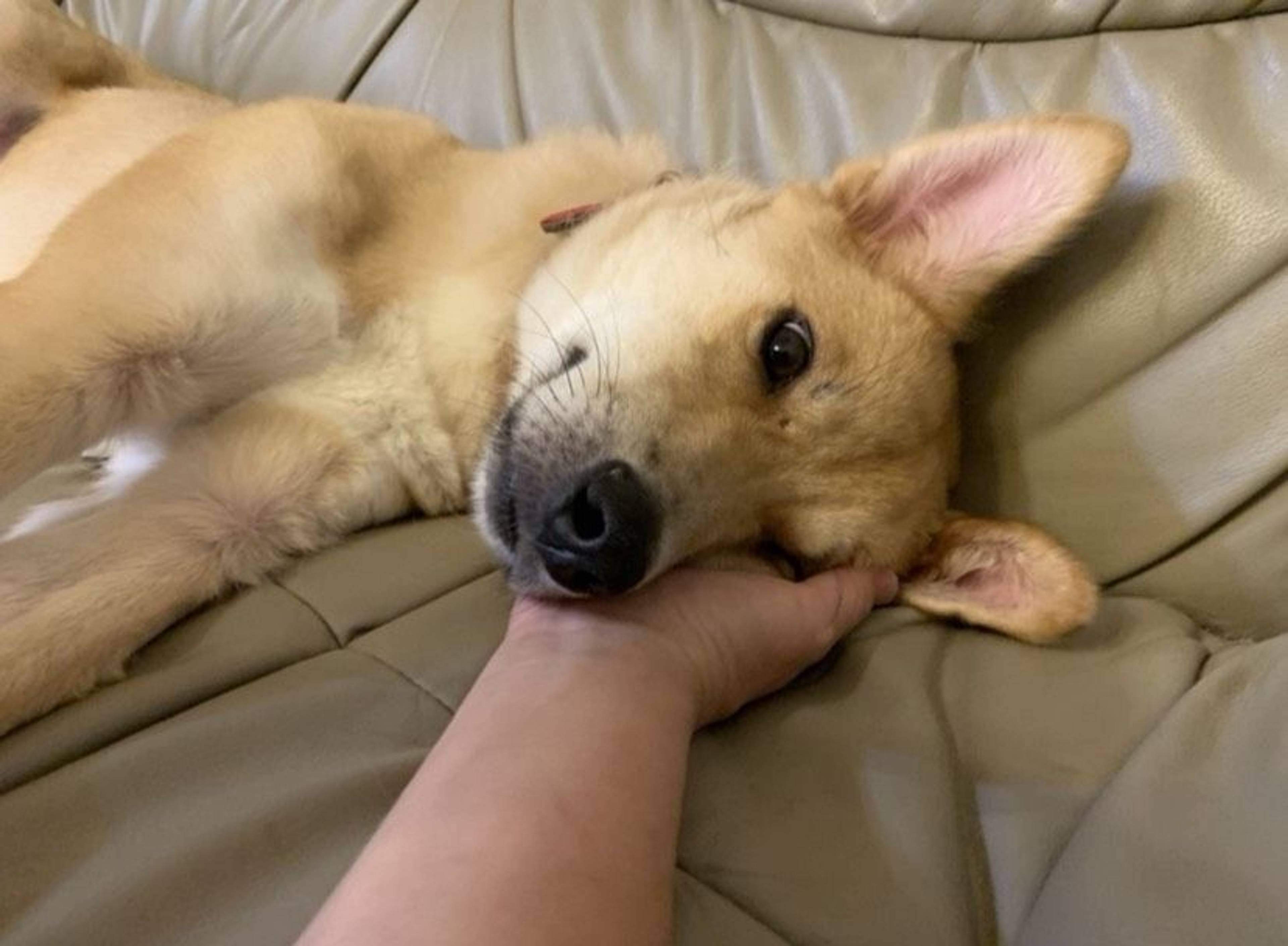 雑種（ミックス犬）・オスの里親募集の写真