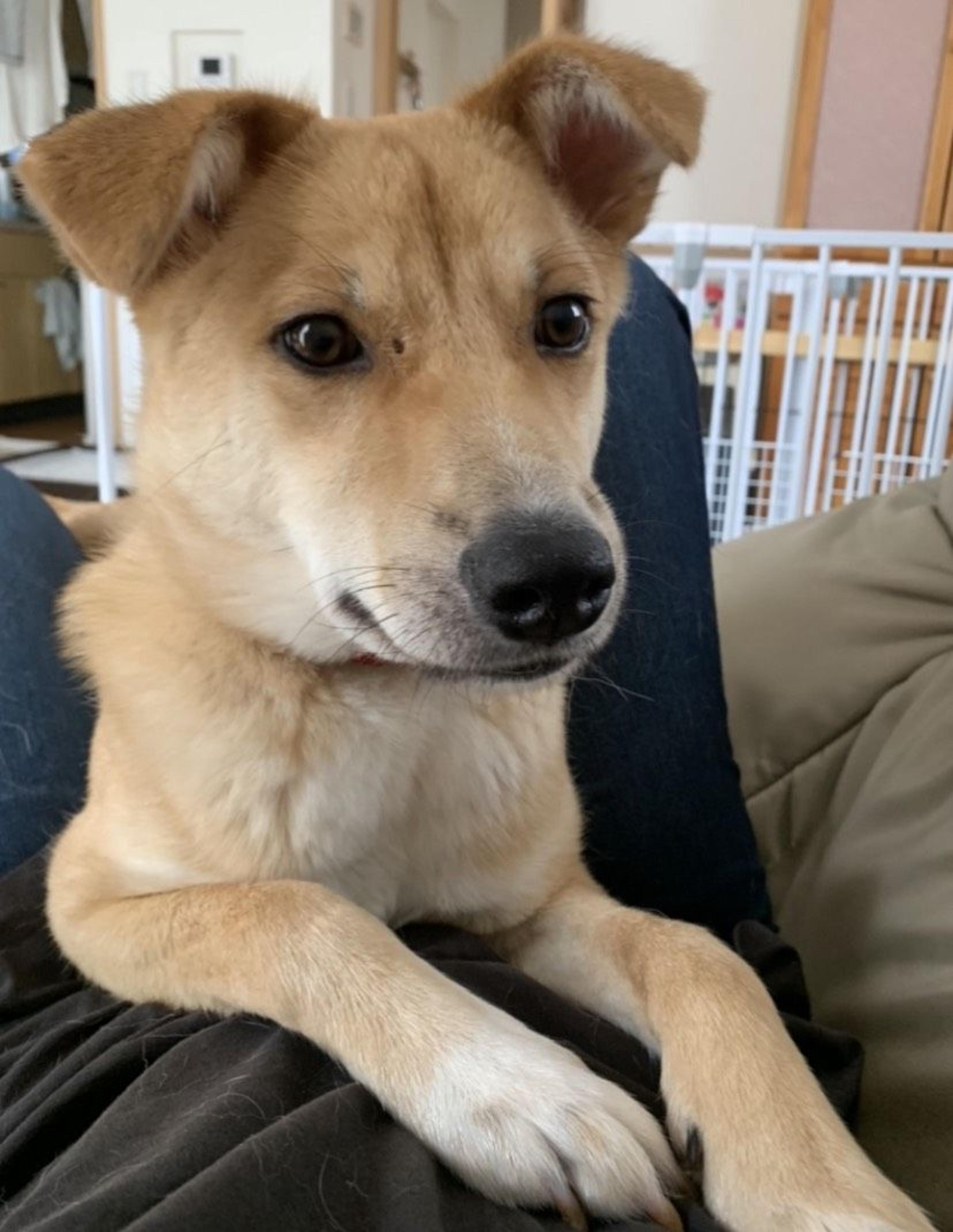 pet-image-2