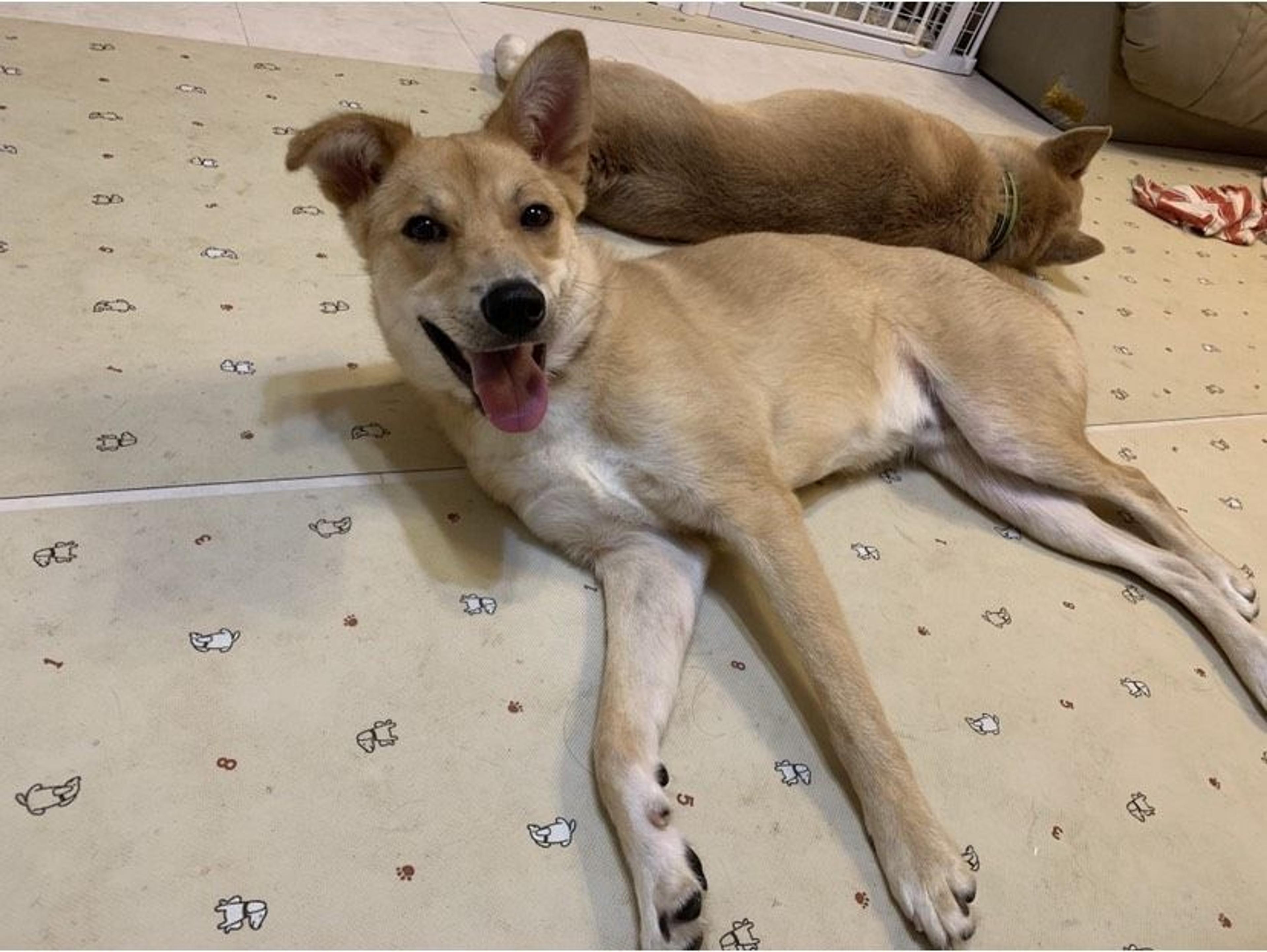 pet-image-4