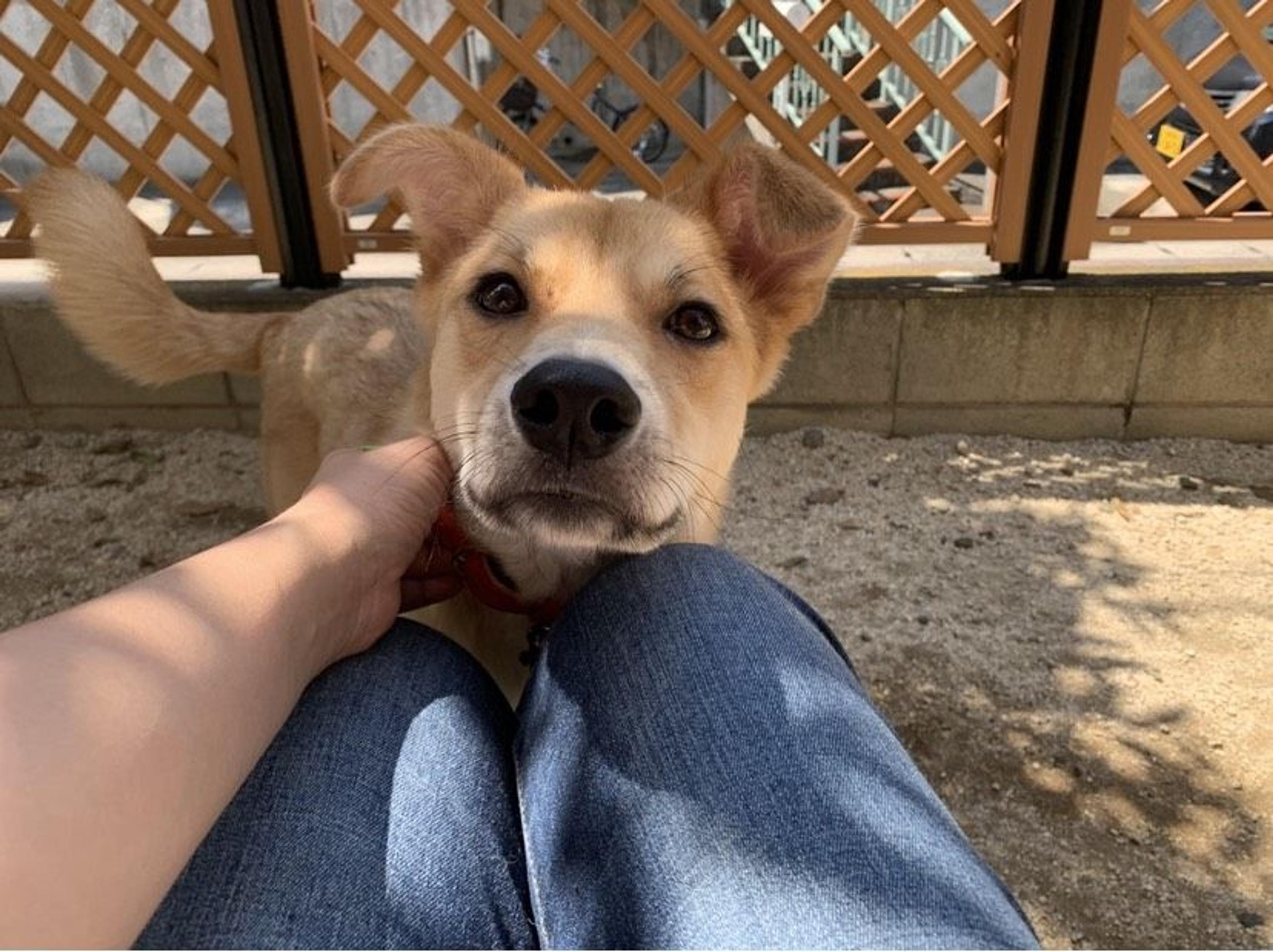 pet-image-5