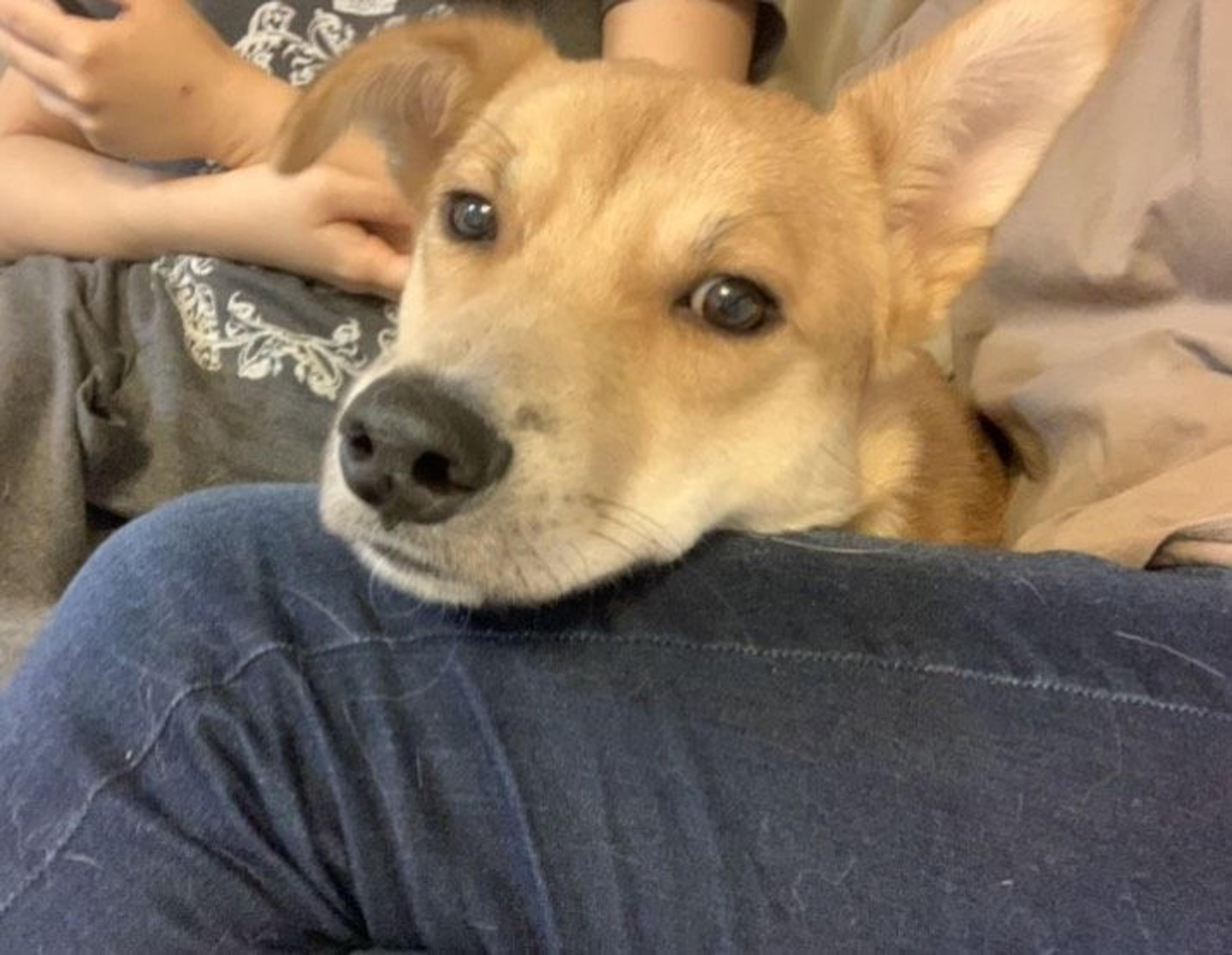 pet-image-8