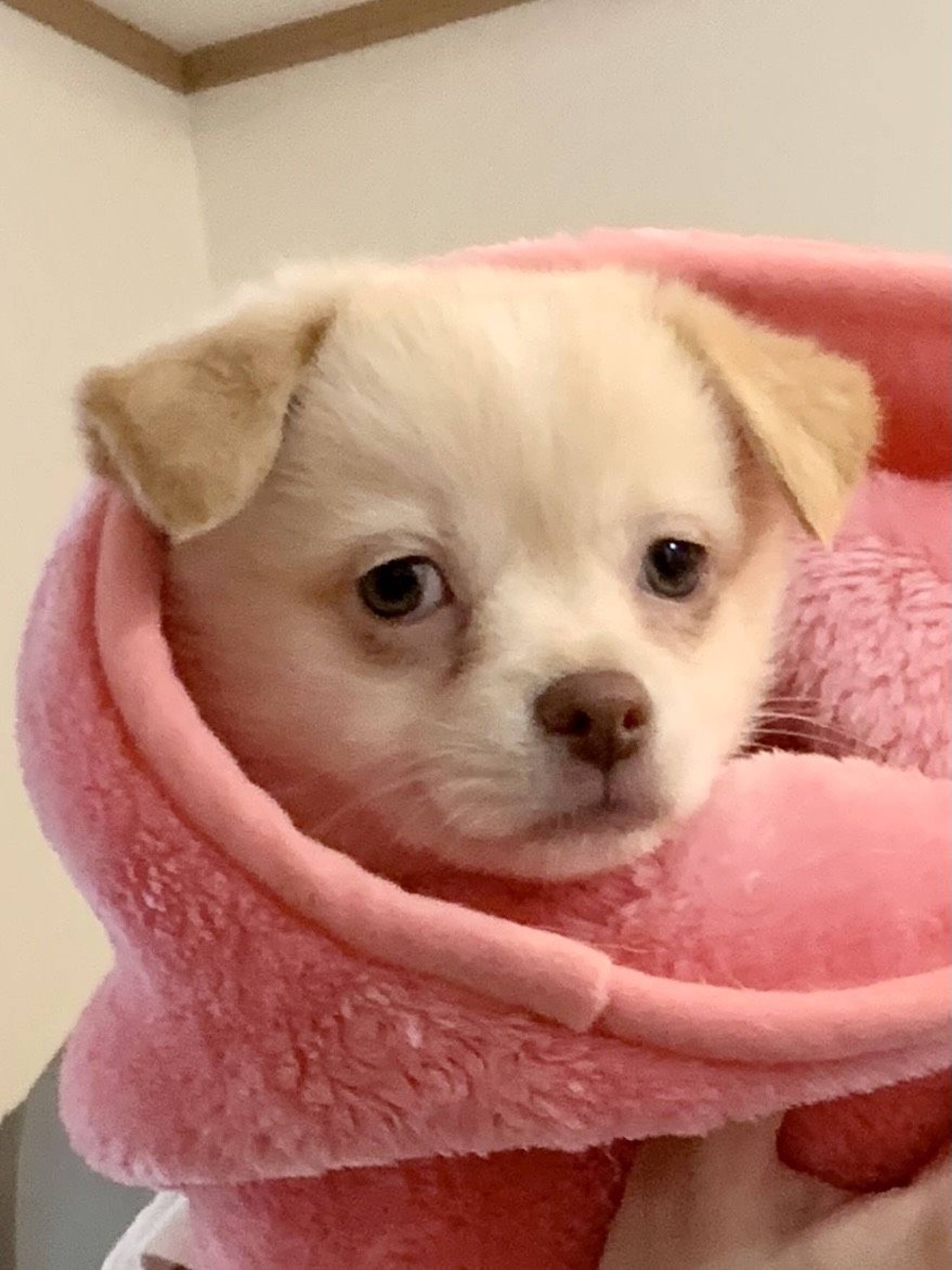 雑種（ミックス犬）・メスの里親募集の写真