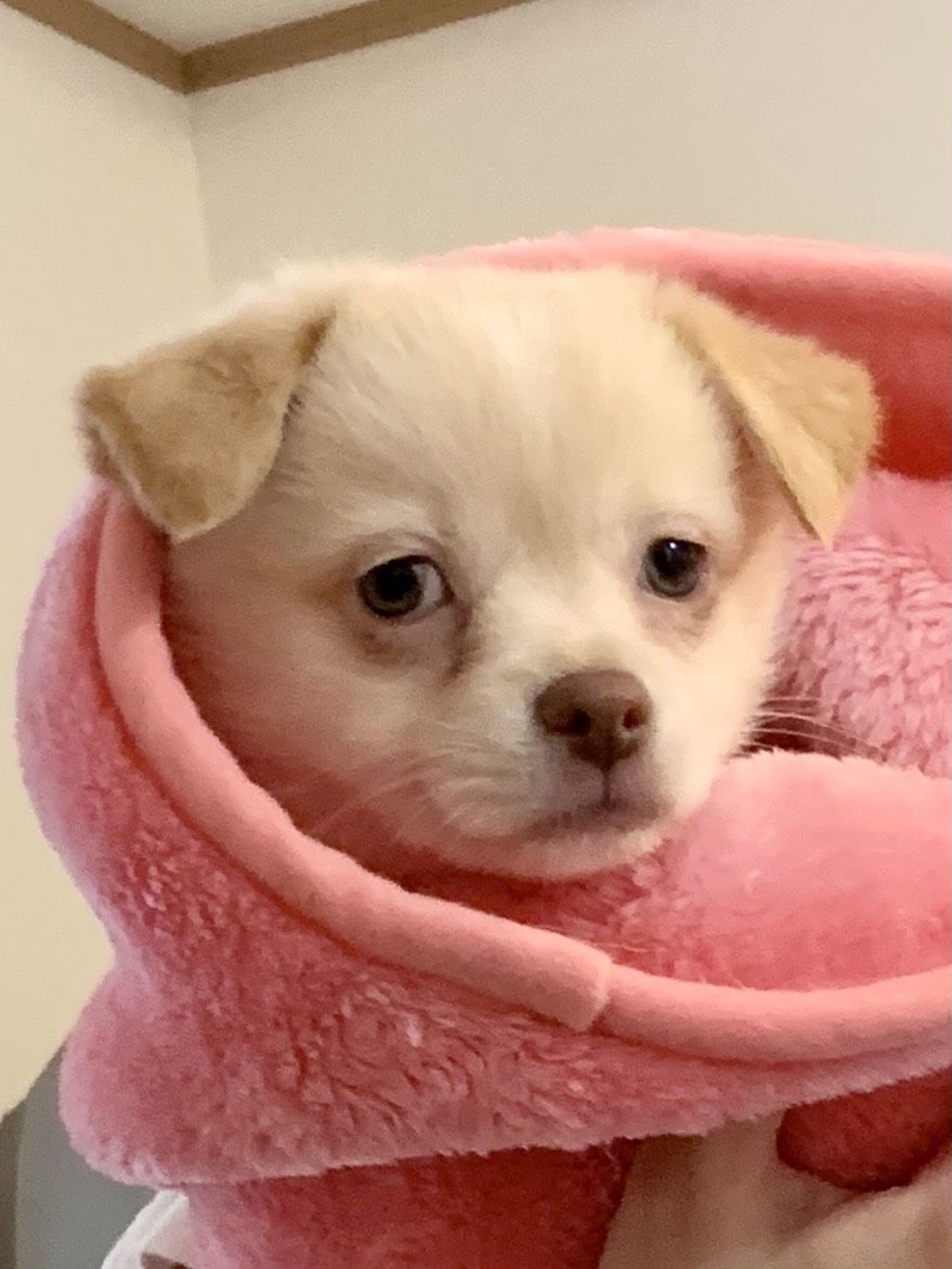 雑種（ミックス犬）・メスの里親募集の写真